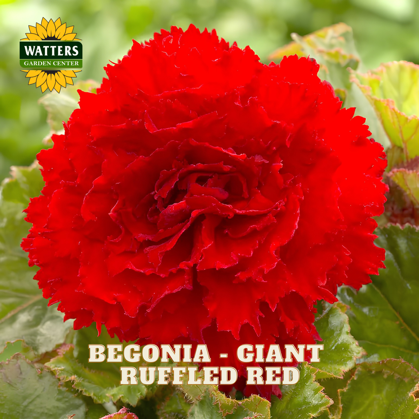 Red begonia flower with green leaves and Watters Garden Center logo.