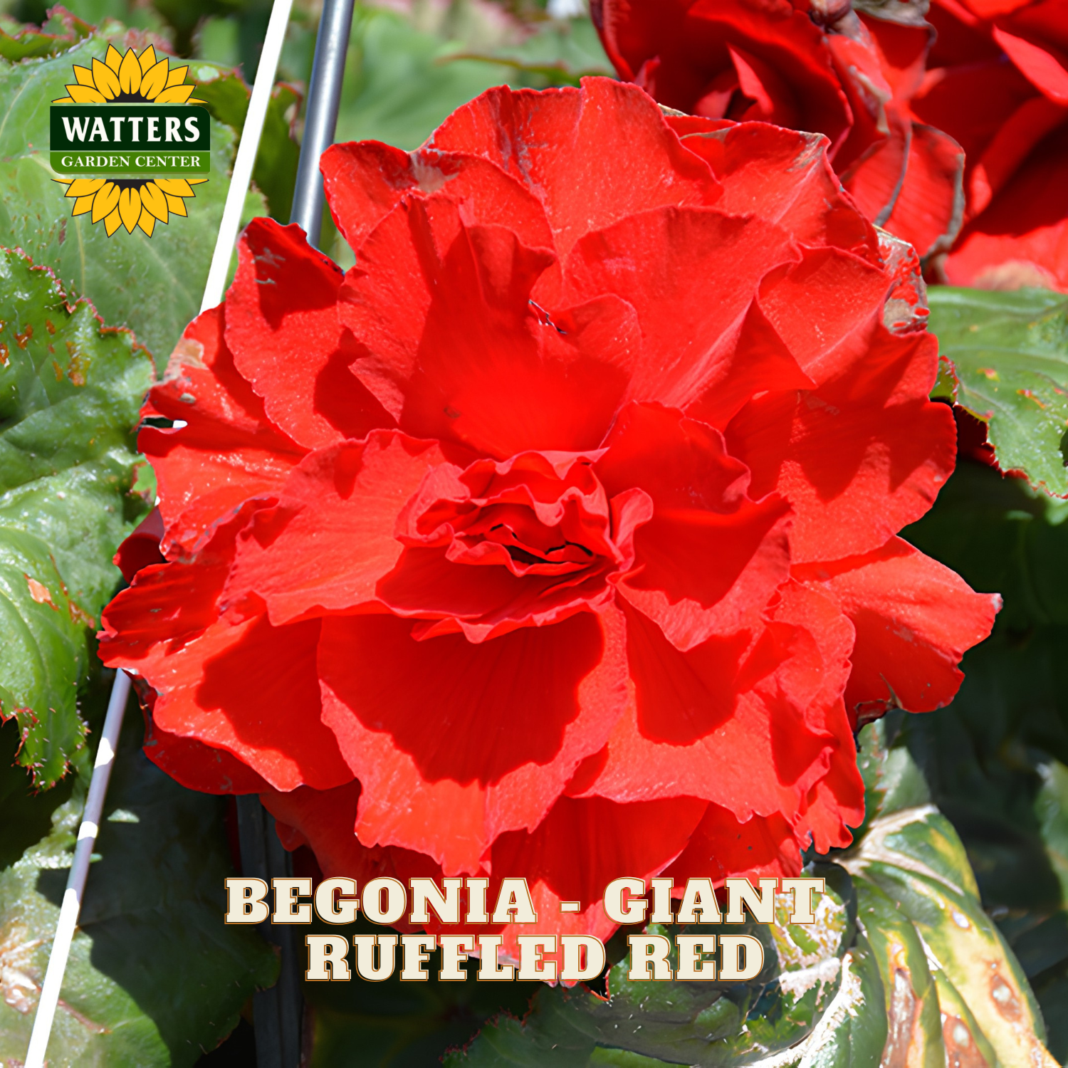 Red ruffled begonia flower with Watters Garden Center logo