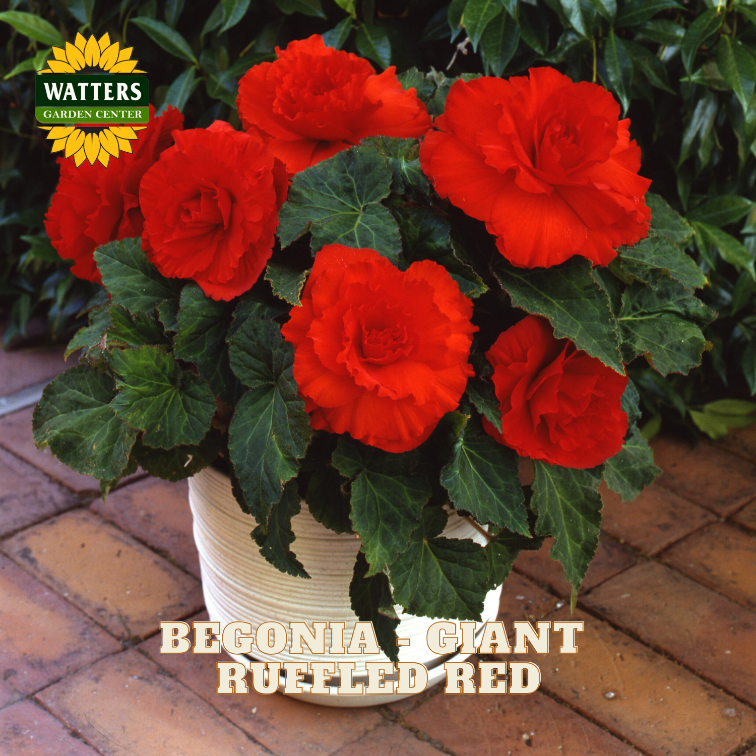 Potted red begonia plant with Watters Garden Center branding on a brick surface.