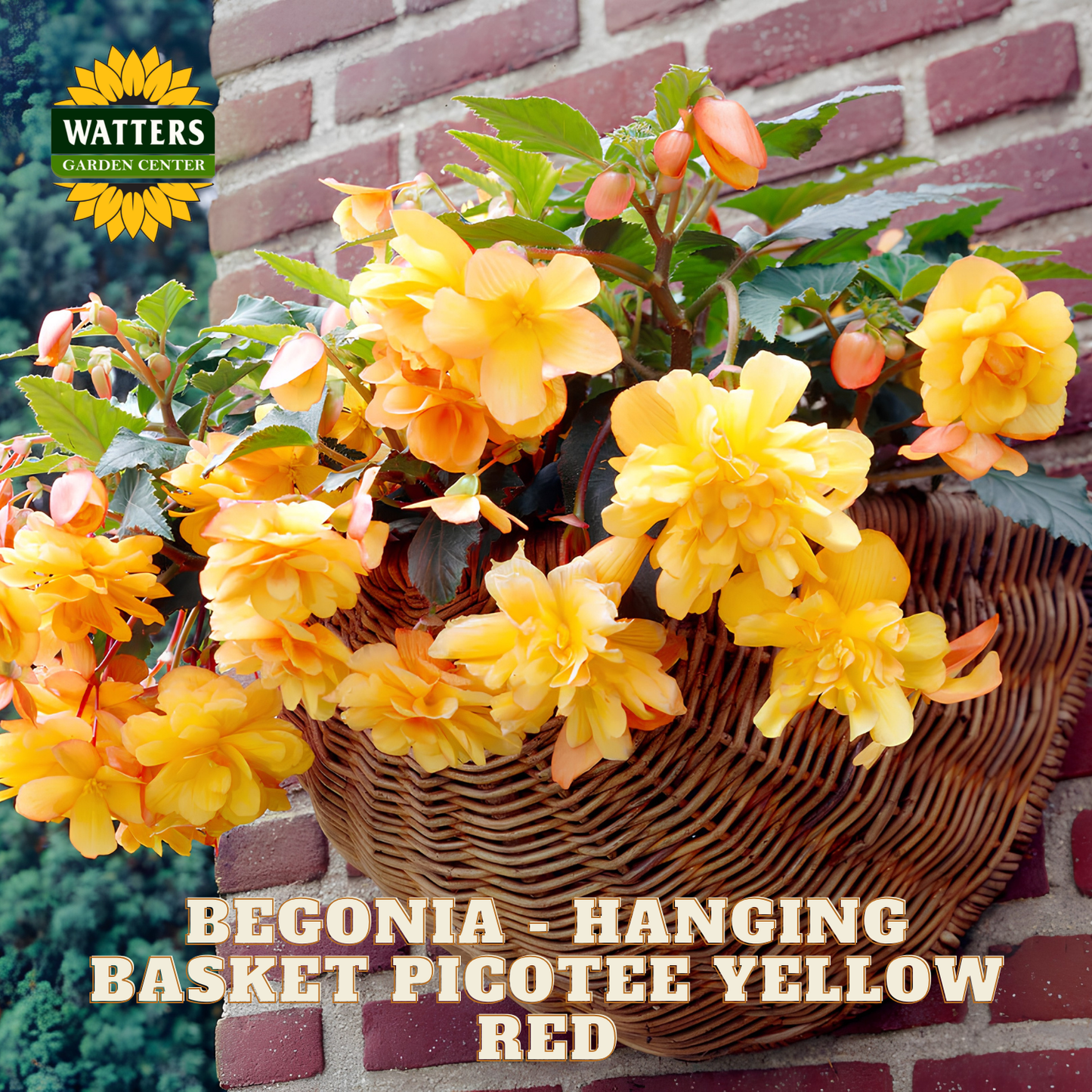 Begonia plant in a hanging basket with yellow flowers against a brick wall, featuring Watters Garden Center logo.