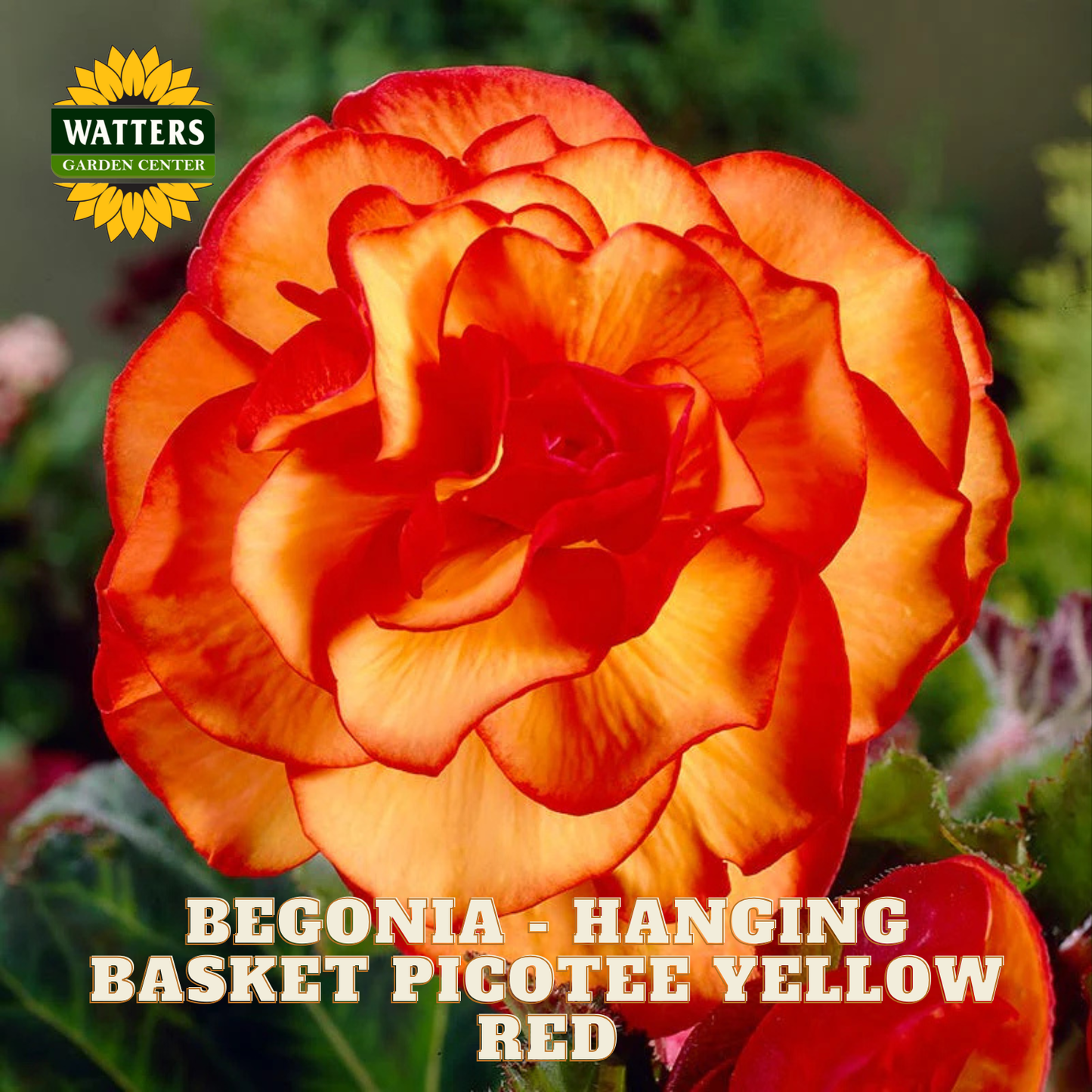 Orange begonia flower with 'Watters Garden Center' logo and text about the plant.
