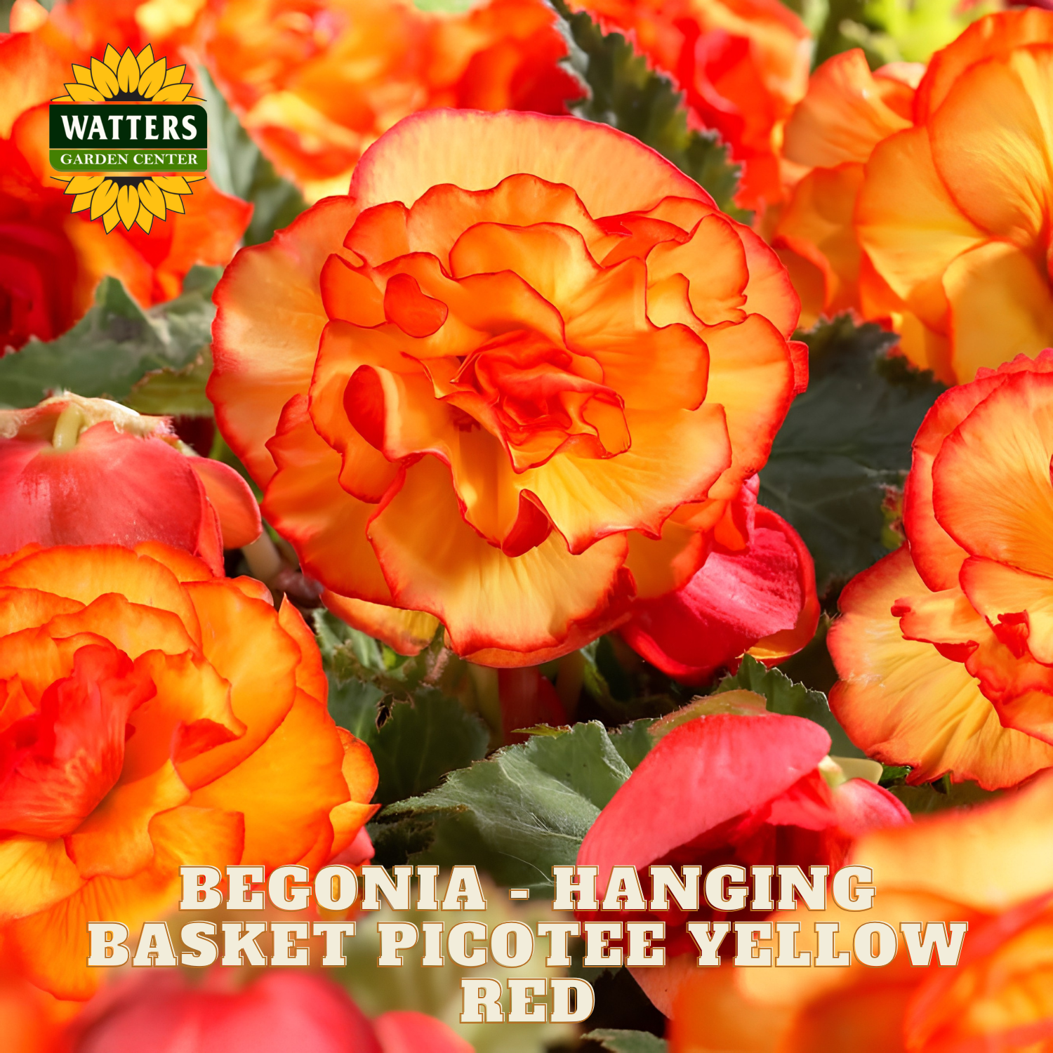 Begonia flowers in hanging basket with 'Watters Garden Center' logo.
