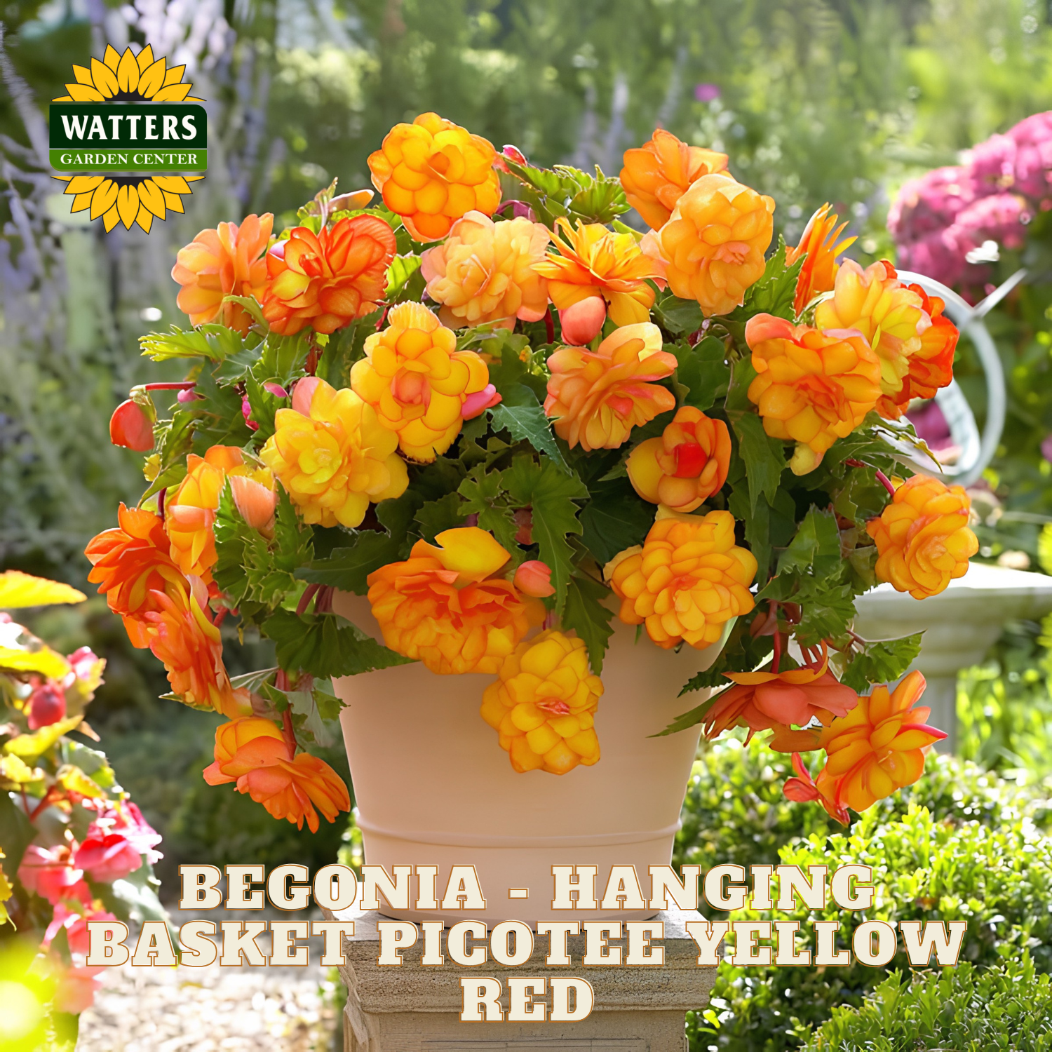 Potted begonia plant with yellow and red flowers in a garden setting, featuring Watters Garden Center branding.
