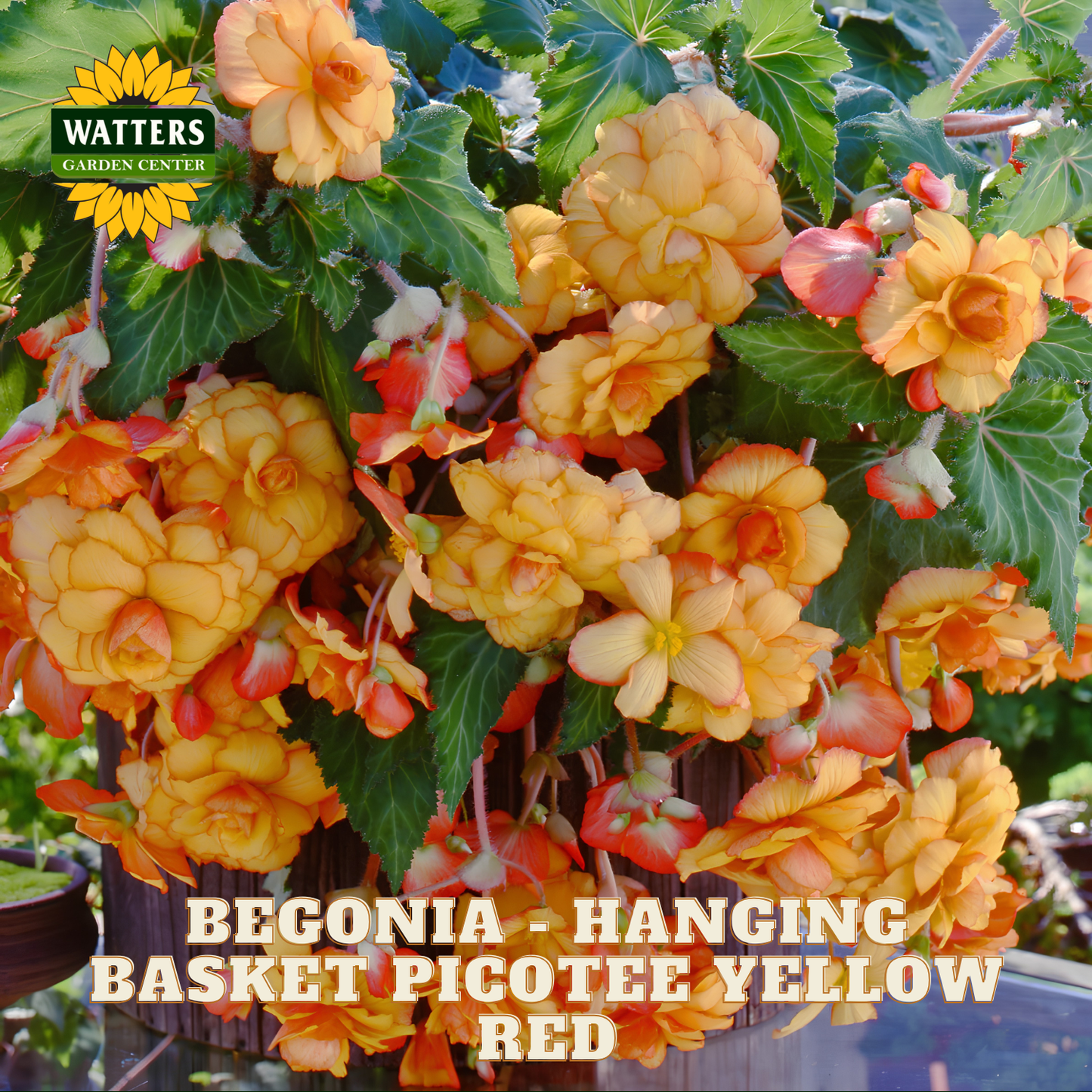 Begonia hanging basket with yellow and red flowers, labeled 'Picotee Yellow Red' by Watters Garden Center.