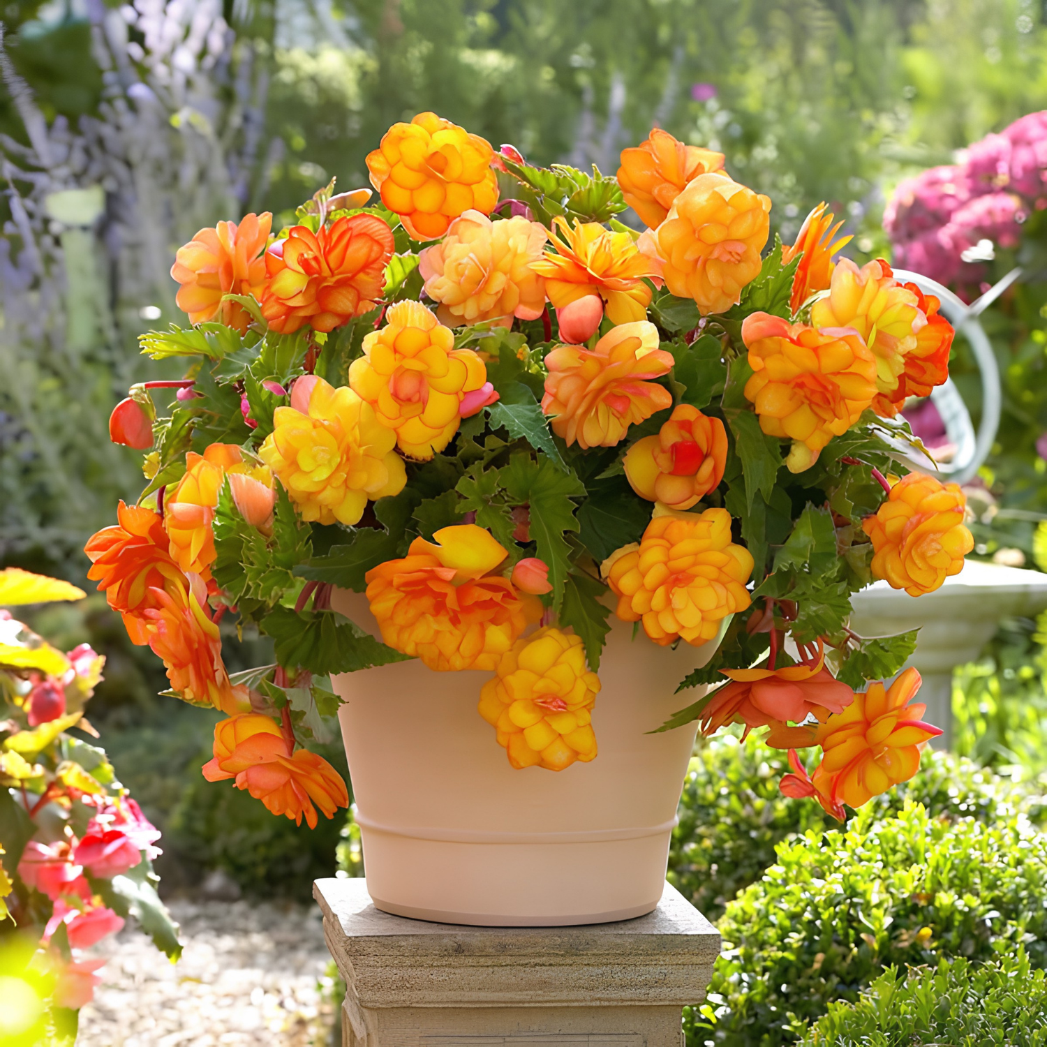 Potted plant with bright orange and yellow flowers in a garden setting