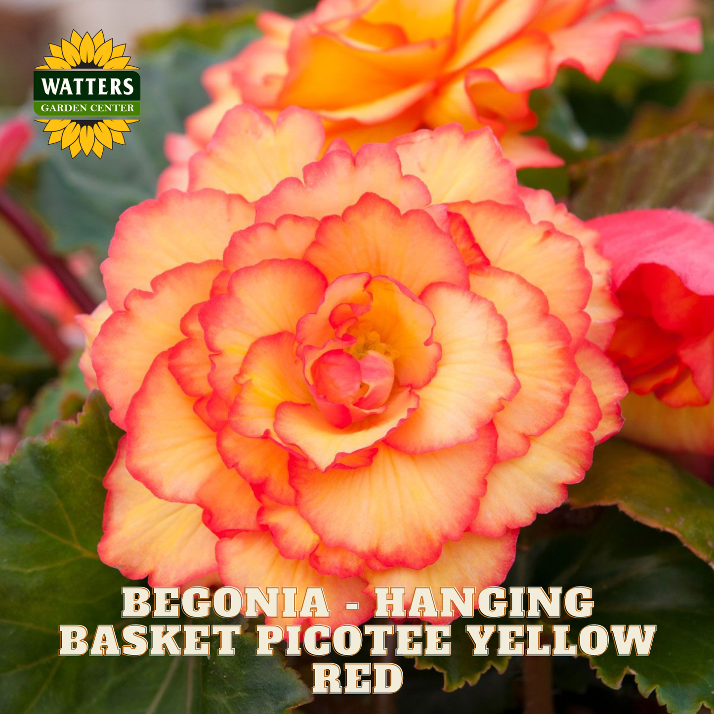 Begonia plant with 'Watters Garden Center' logo, featuring 'Hanging Basket Picotee Yellow Red' variety.