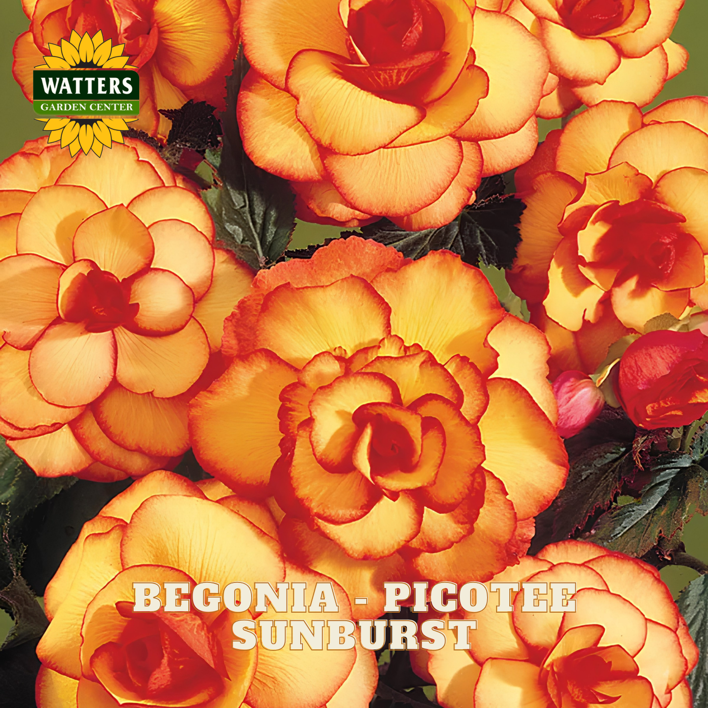 Begonia Picotee Sunburst flowers with Watters Garden Center logo.