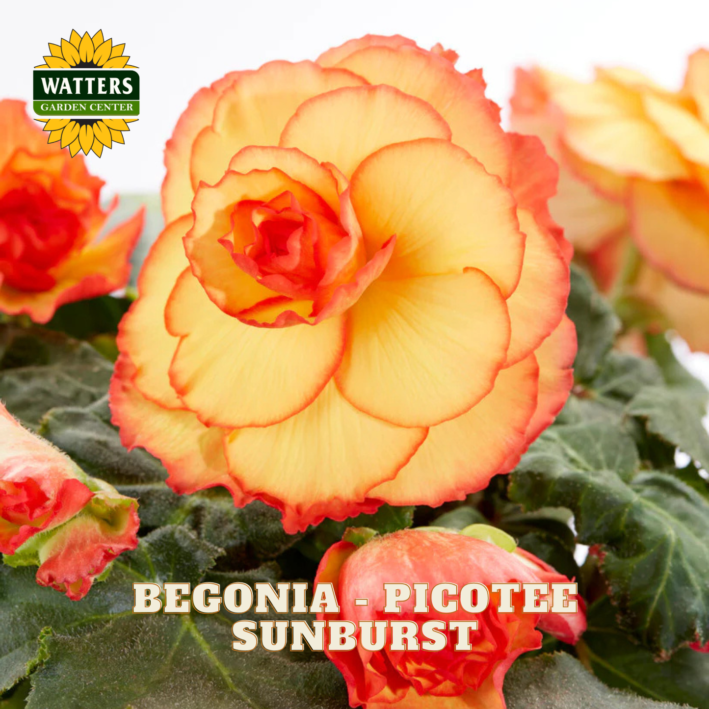 Begonia Picotee Sunburst with Watters Garden Center branding