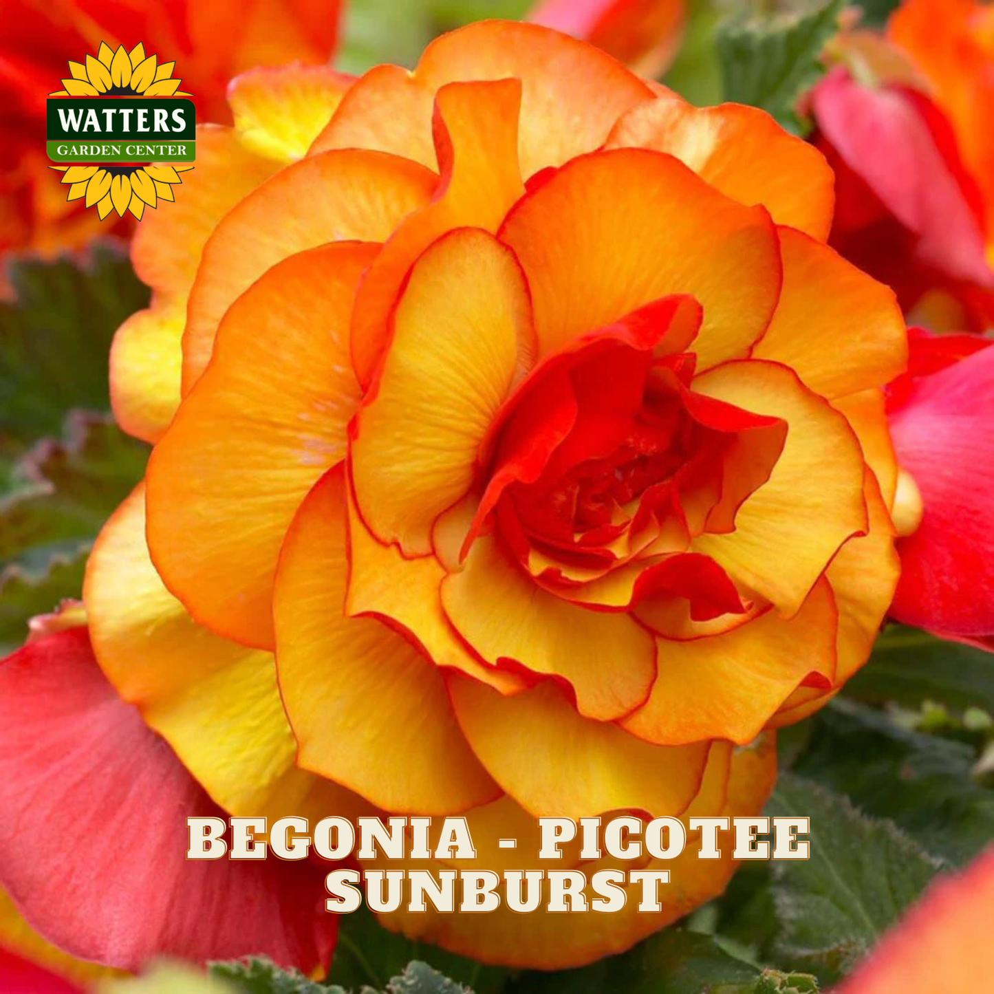 Begonia Picotee Sunburst with Watters Garden Center logo