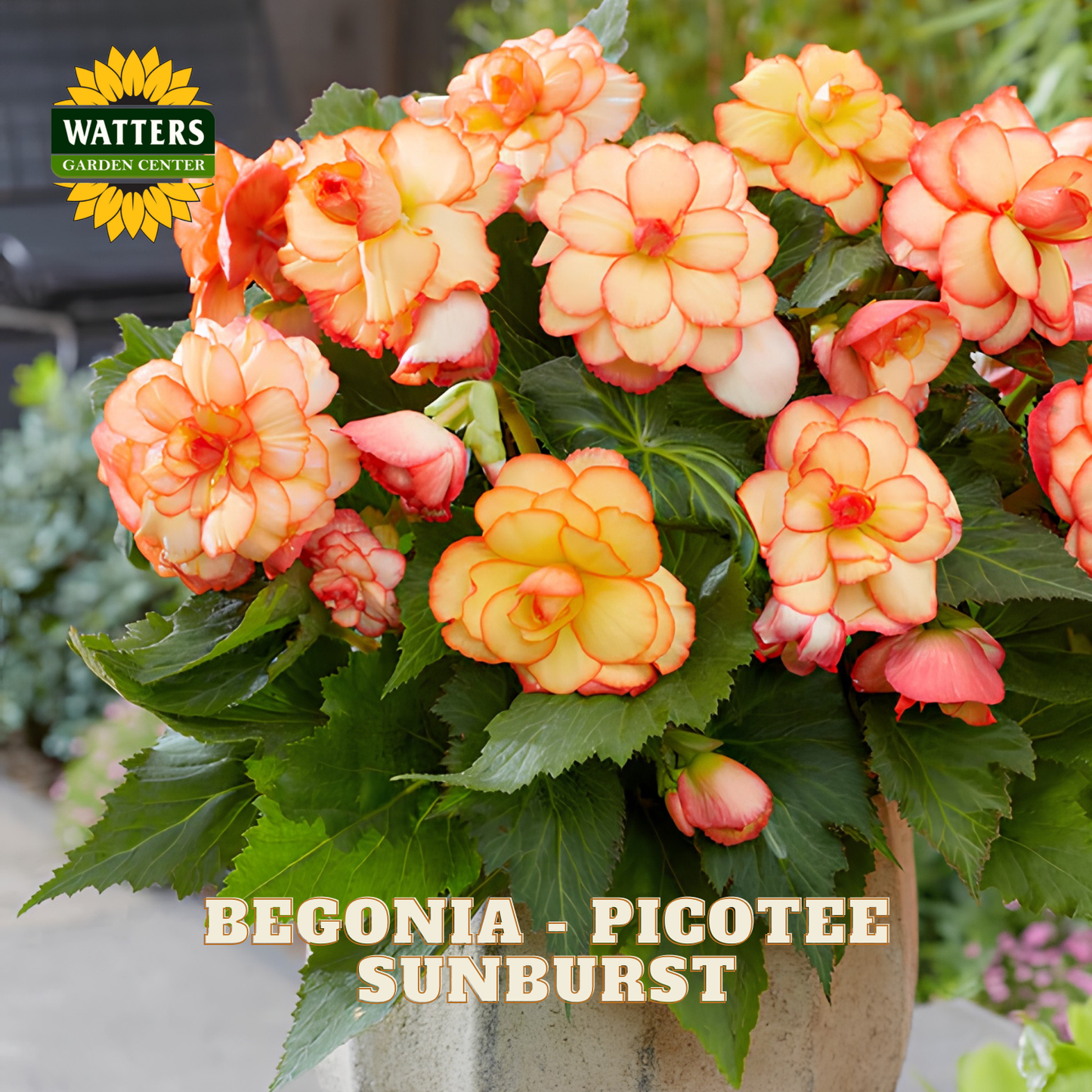 Begonia Picotee Sunburst with Watters Garden Center logo