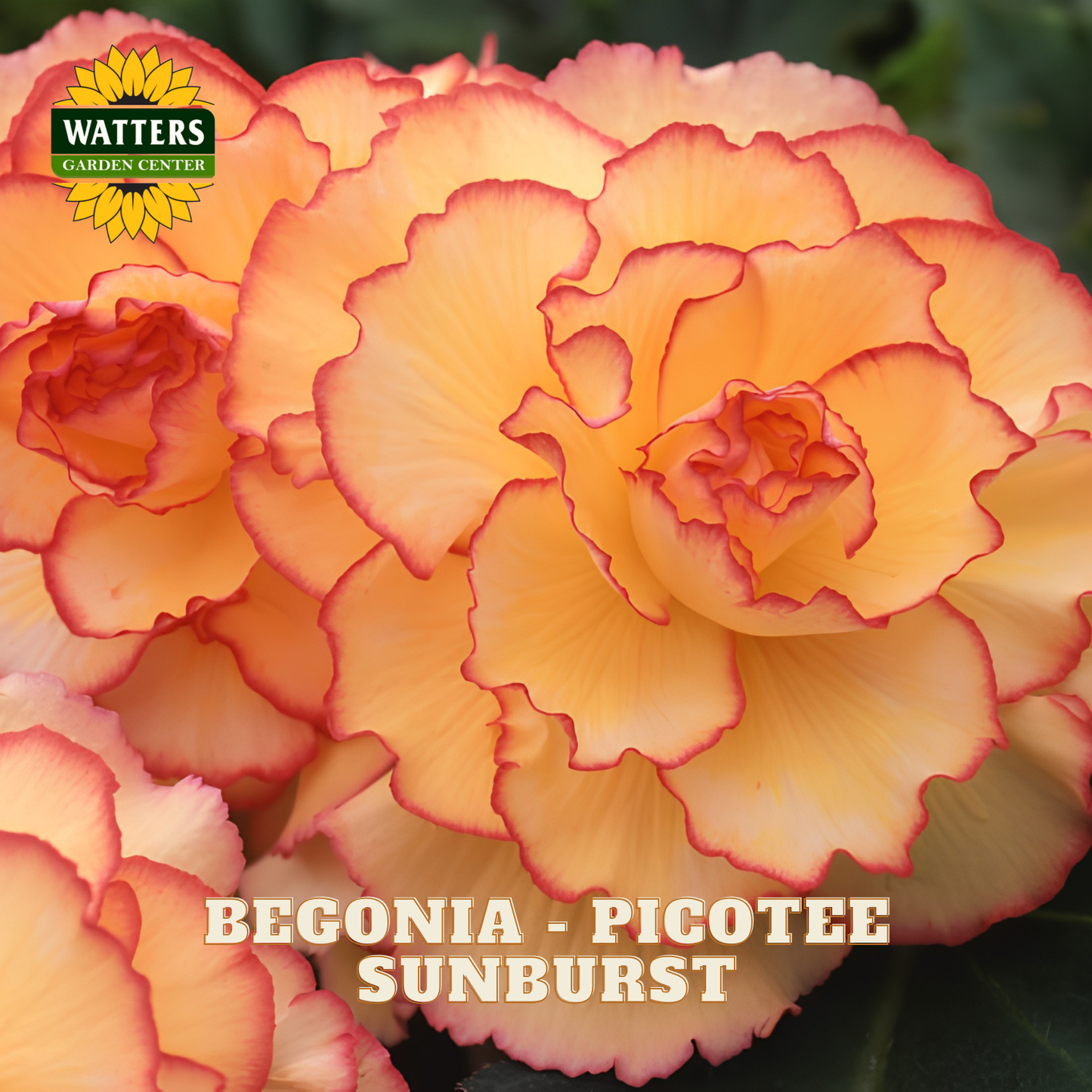 Begonia Picotee Sunburst with Watters Garden Center logo