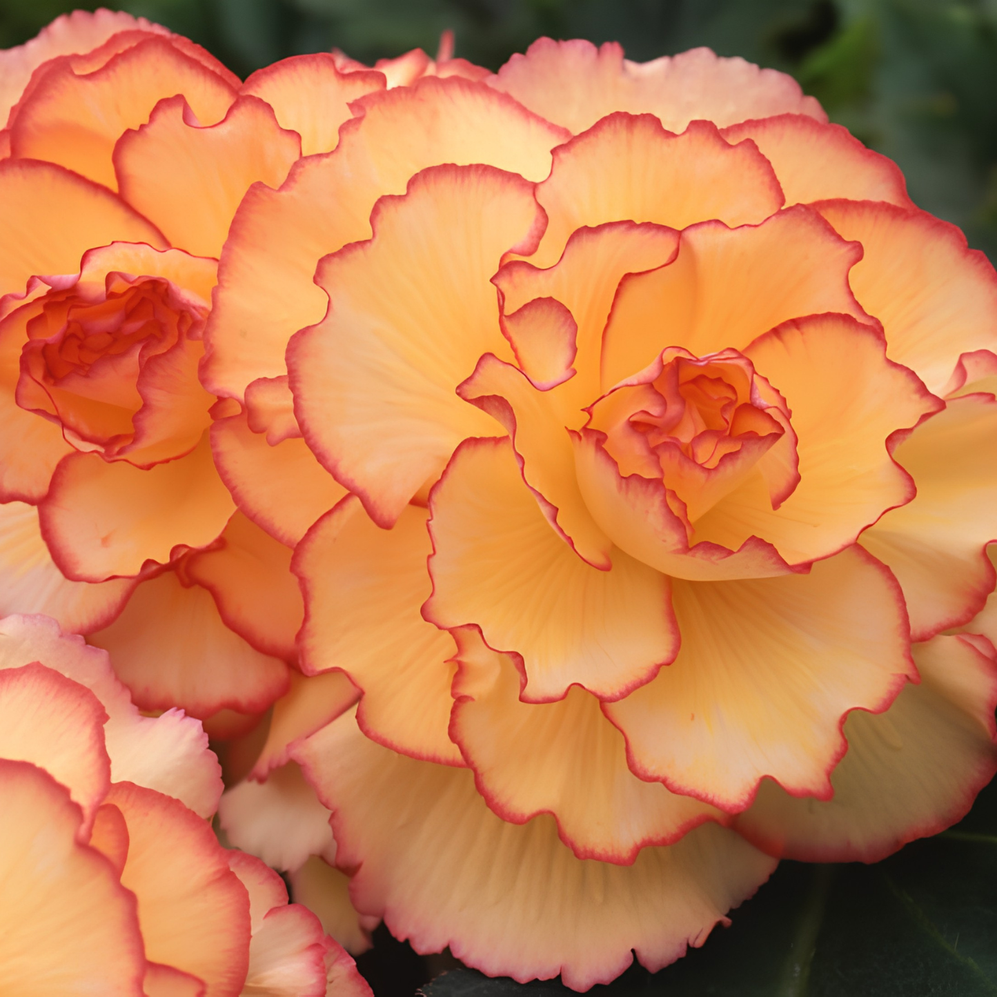 Close-up of a pink and yellow flower with a blurred green background
