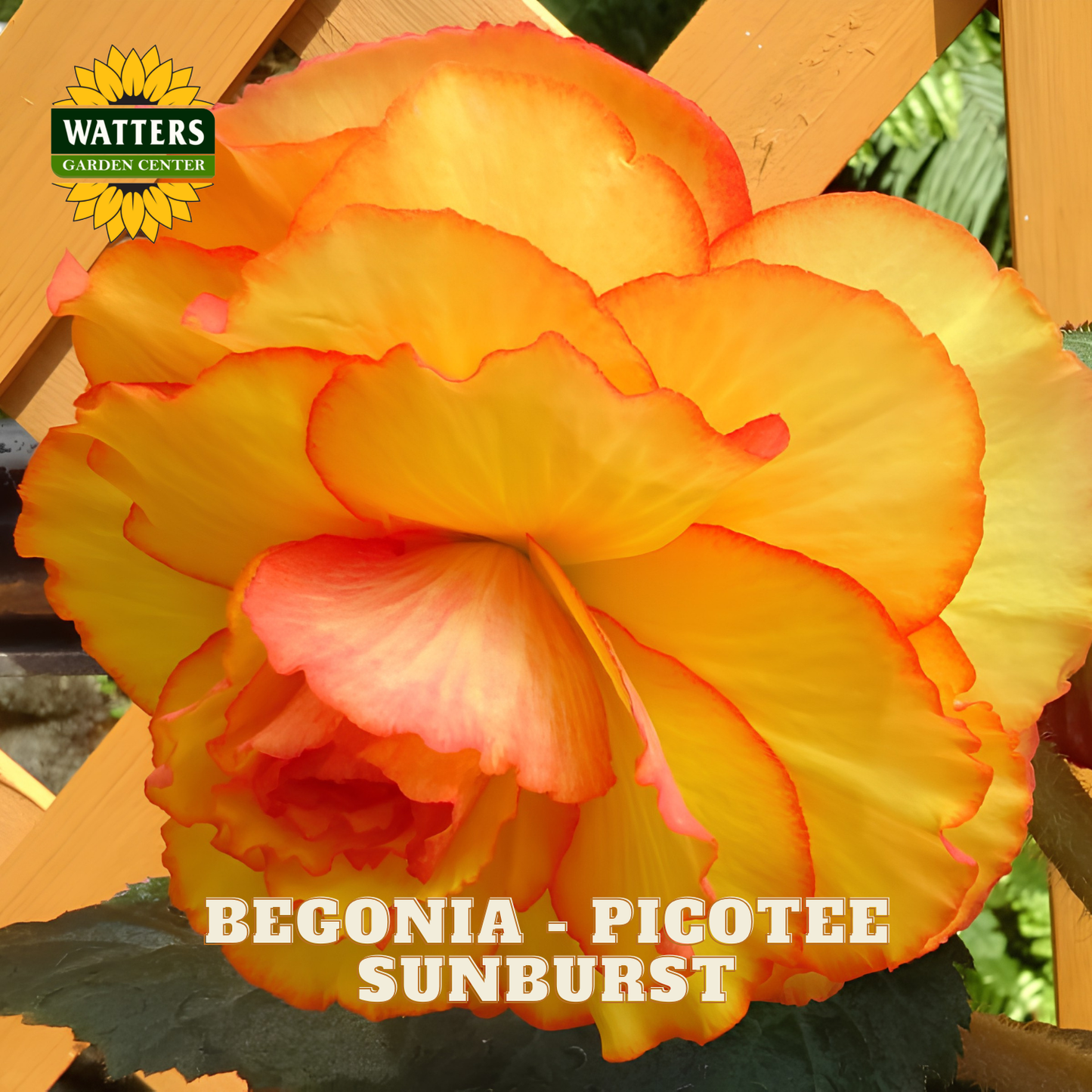 Begonia Picotee Sunburst with Watters Garden Center logo