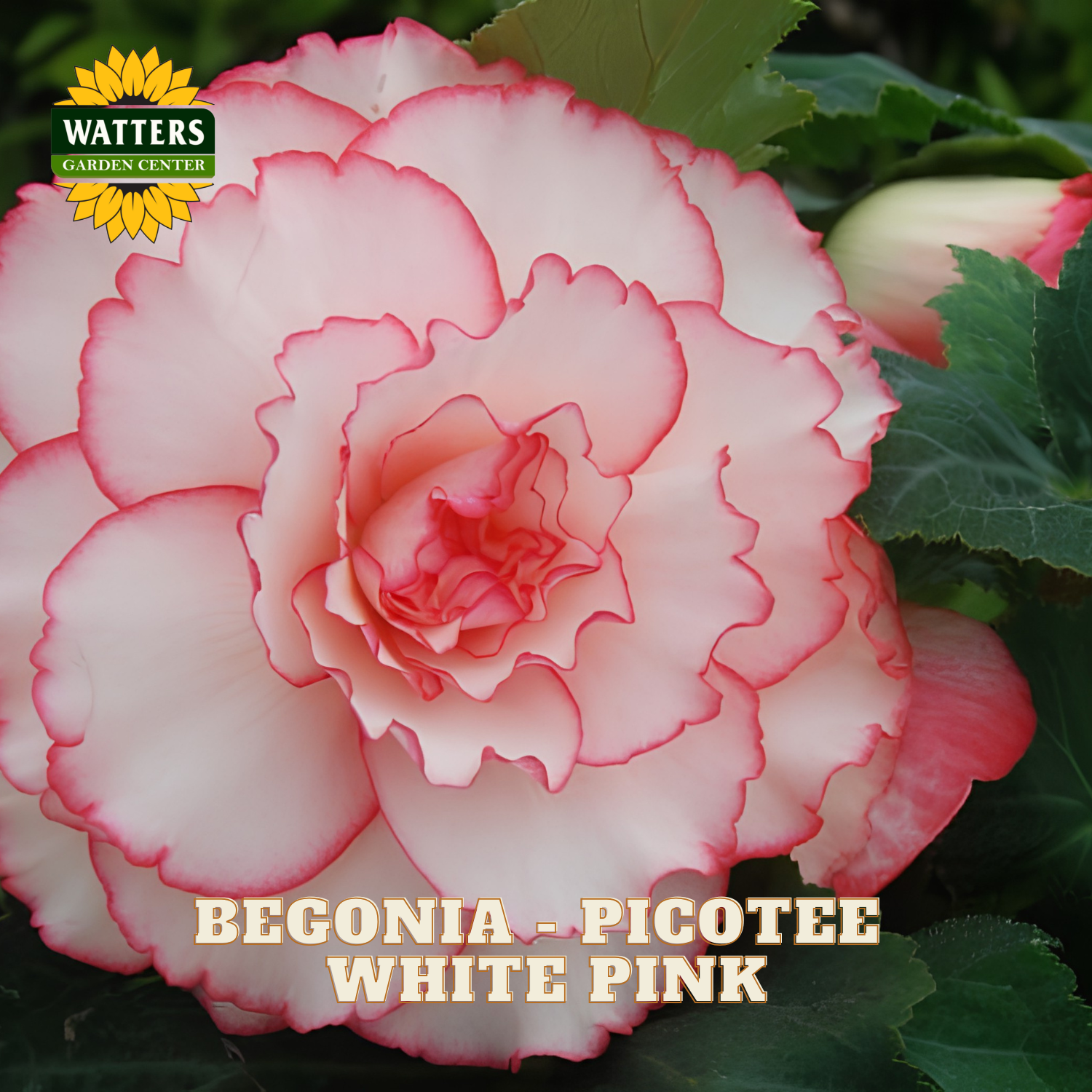 Pink begonia flower with green leaves and Watters Garden Center logo.
