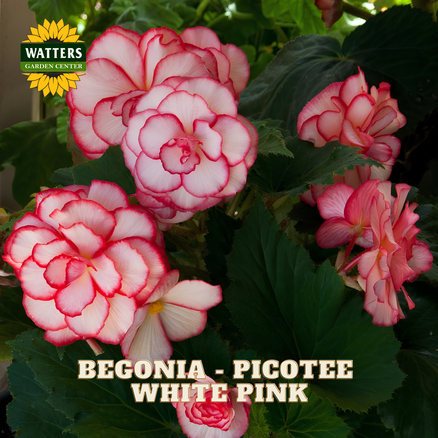 Pink and white begonia flowers with Watters Garden Center logo