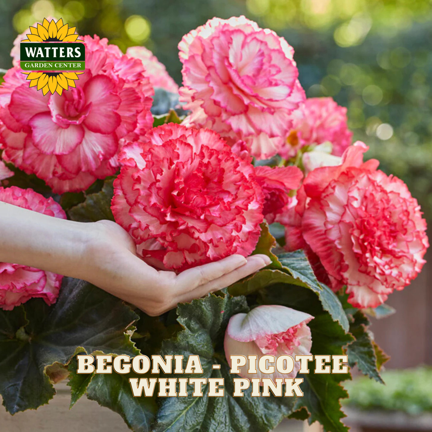 Pink begonia flowers with a hand holding one, Watters Garden Center logo visible