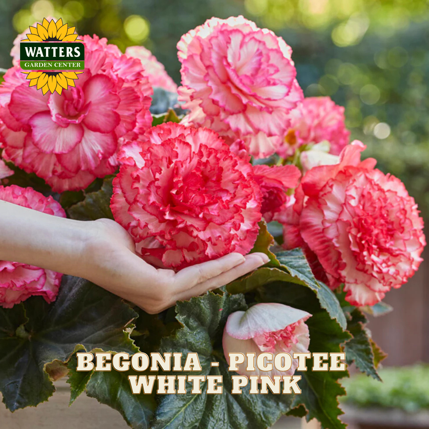 Pink begonia flowers with a hand holding one, Watters Garden Center logo visible