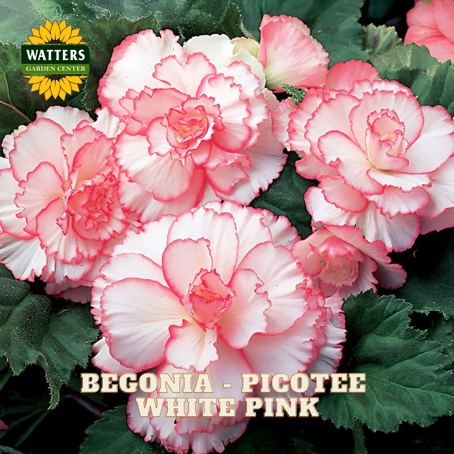 Pink and white begonia flowers with Watters Garden Center logo