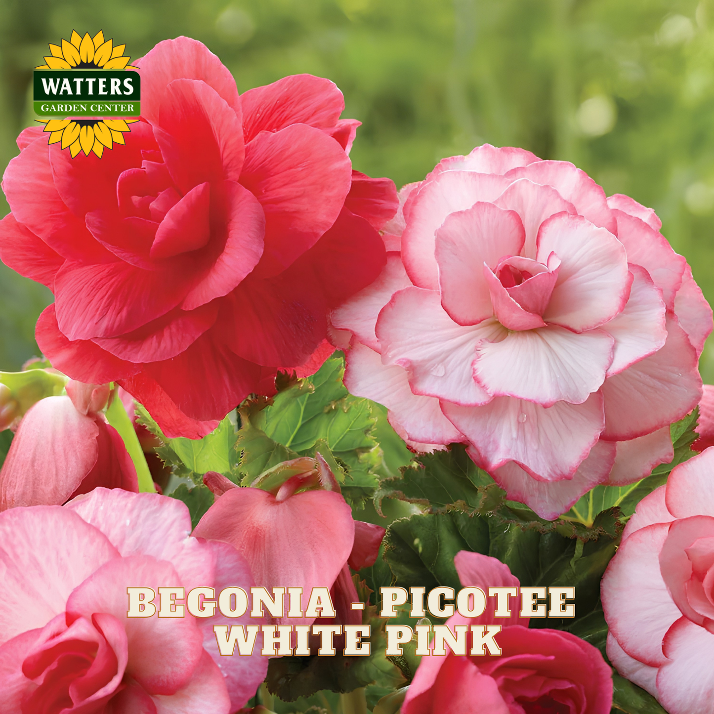 Begonia Picotee flowers with red and pink colors on a green background, featuring Watters Garden Center logo.