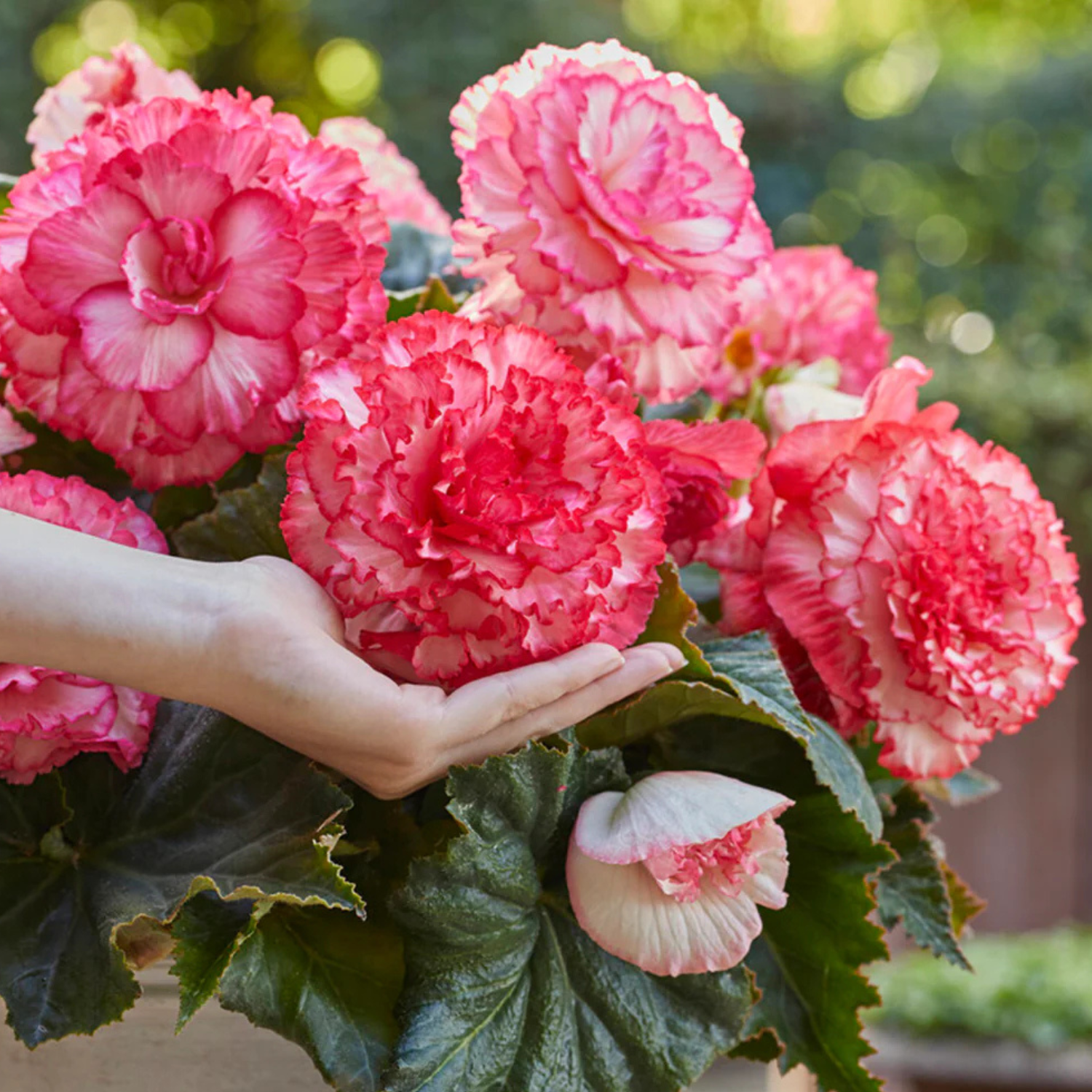 Pink and white flowers with a hand holding them, blurred green background