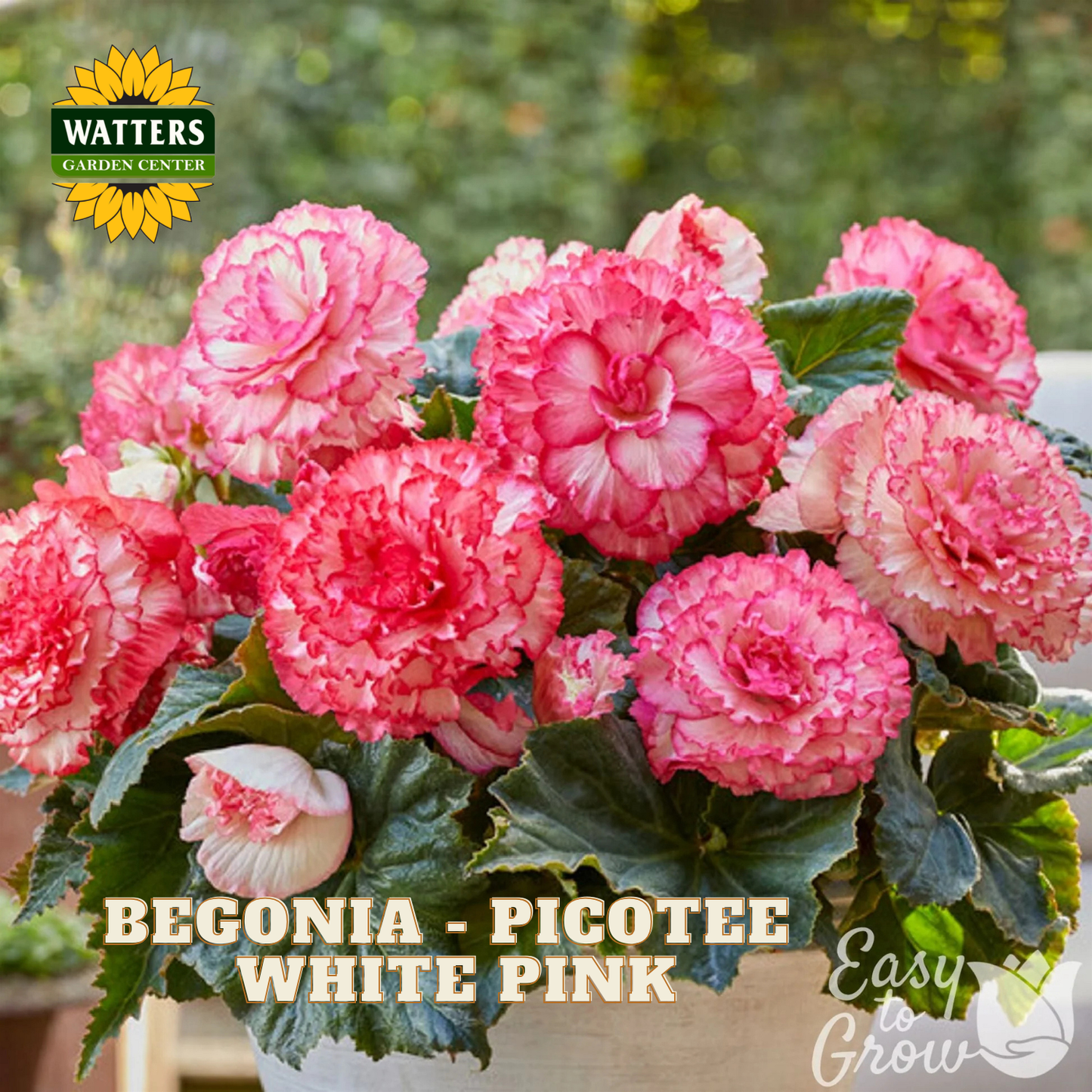 Begonia Picotee with white and pink flowers in a pot, labeled 'Watters Garden Center'.