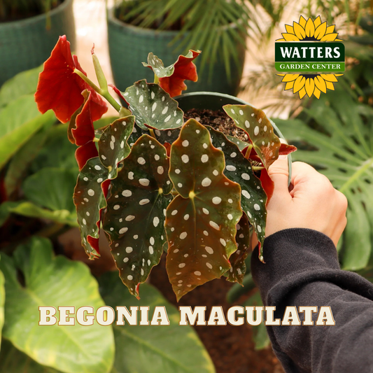 Person holding a Begonia Maculata plant with Watters Garden Center logo in the background