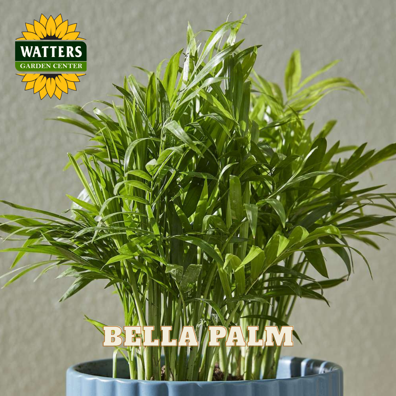 Potted Bella Palm plant with Watters Garden Center logo on a gray background