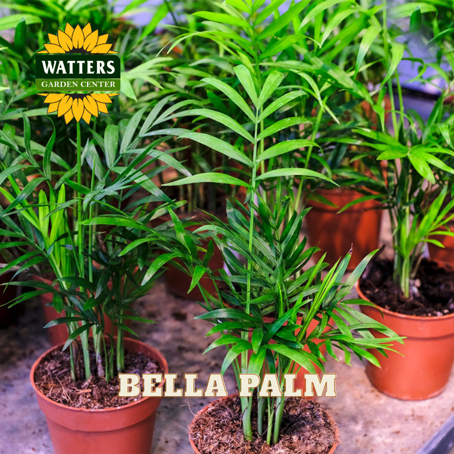 Bella Palm plants in pots with Watters Garden Center logo.