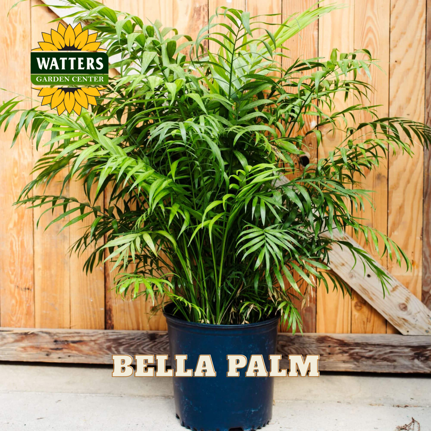 Potted Bella Palm plant with Watters Garden Center logo on a wooden background