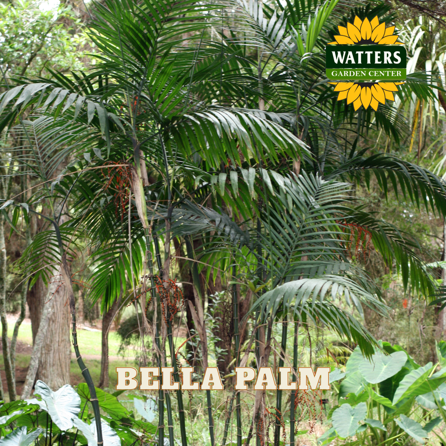 Bella Palm plant in a natural setting with Watters Garden Center logo.
