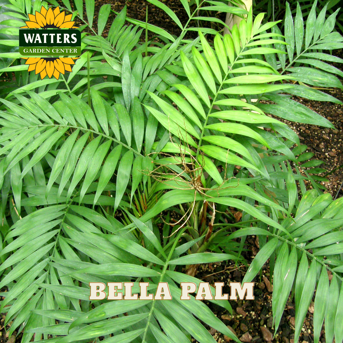 Bella Palm plant with Watters Garden Center logo