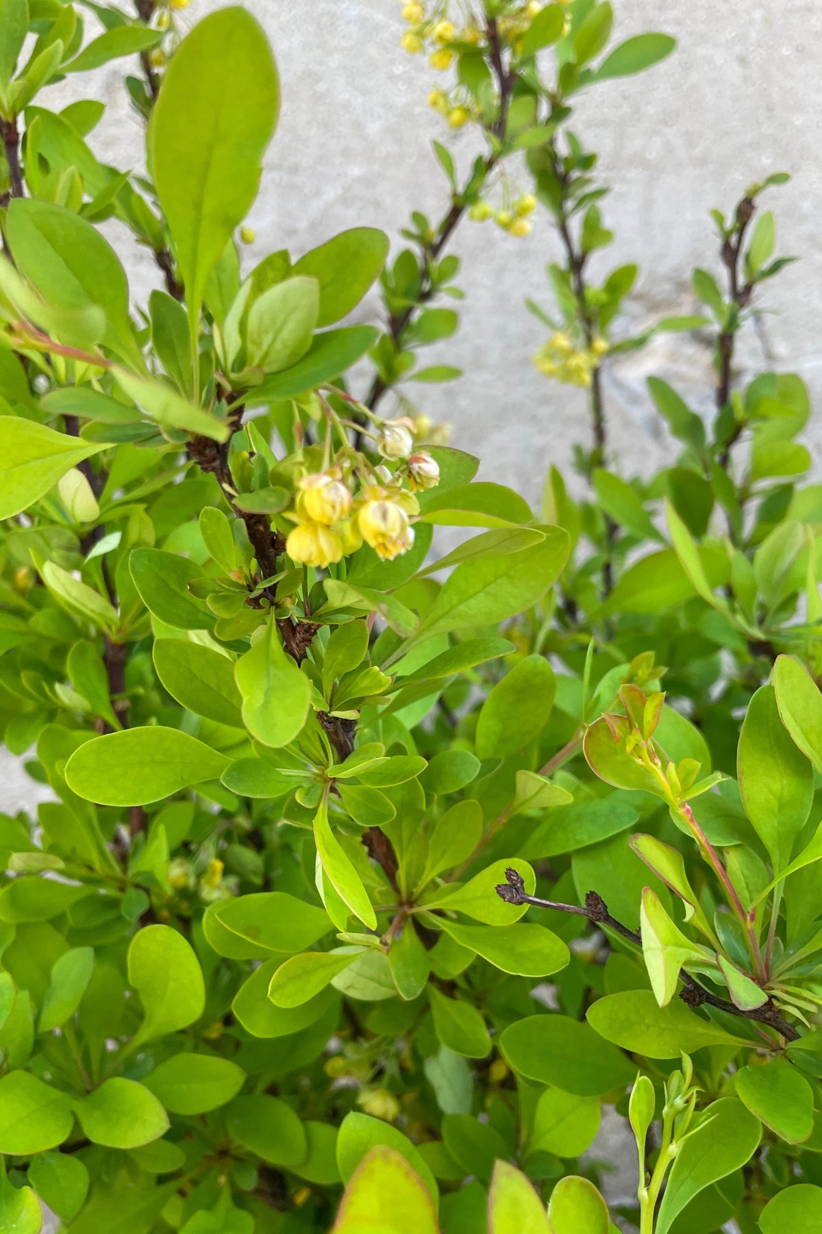 LIMONCELLO  BARBERRY 3gal