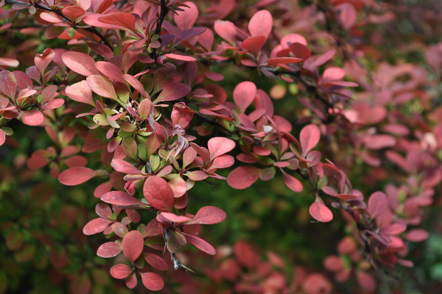 ROSE GLOW BARBERRY 3gal