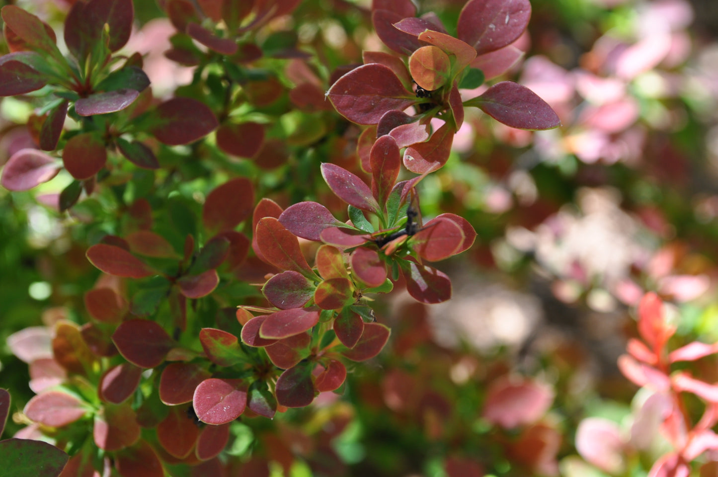 PYGMY RUBY BARBERRY 2gal