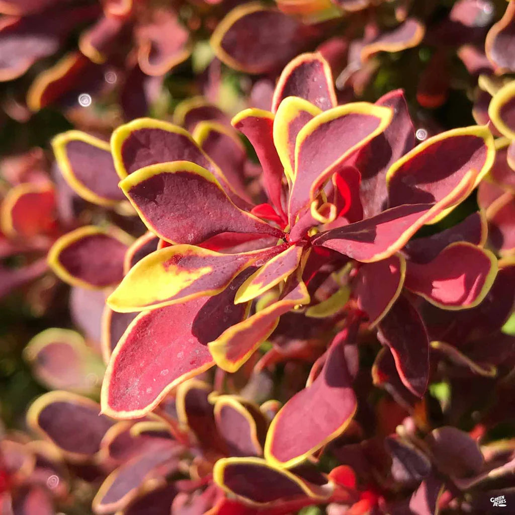 GOLDEN RUBY BARBERRY 2gal
