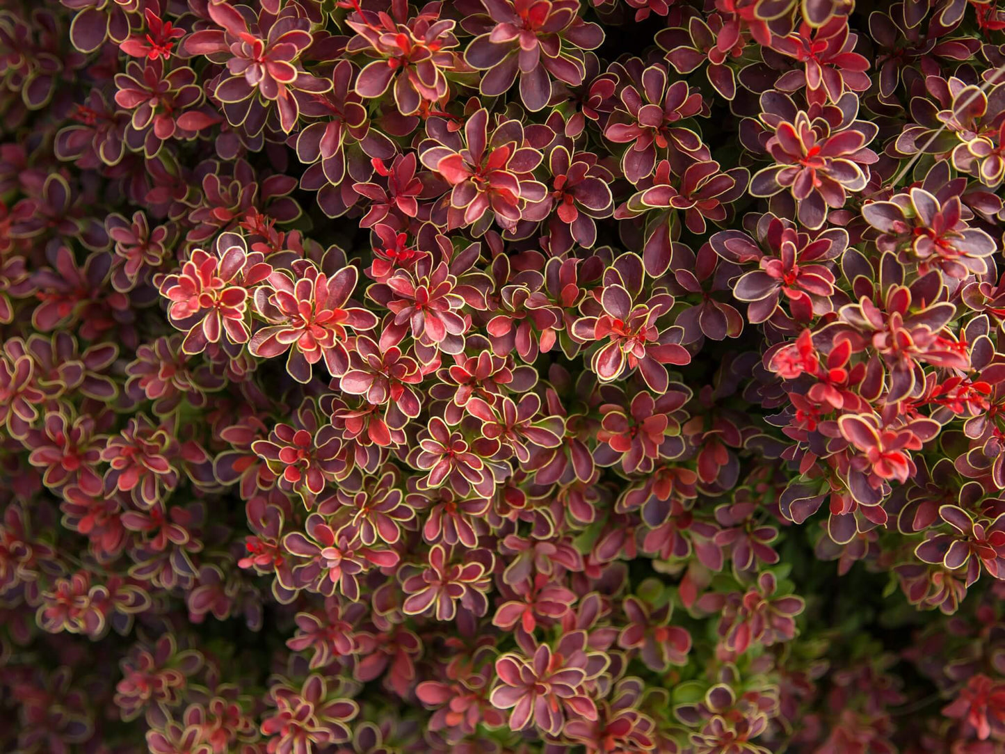 ADMIRATION BARBERRY 3gal