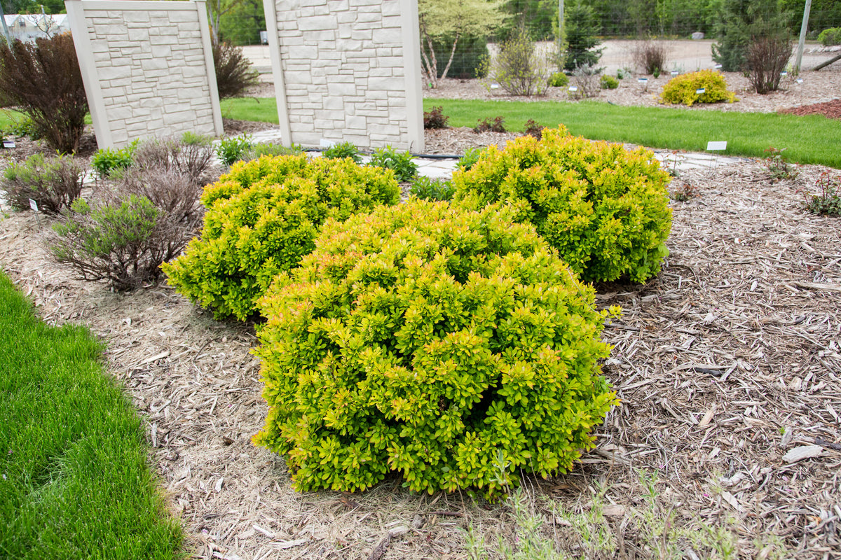 LIMONCELLO  BARBERRY 3gal