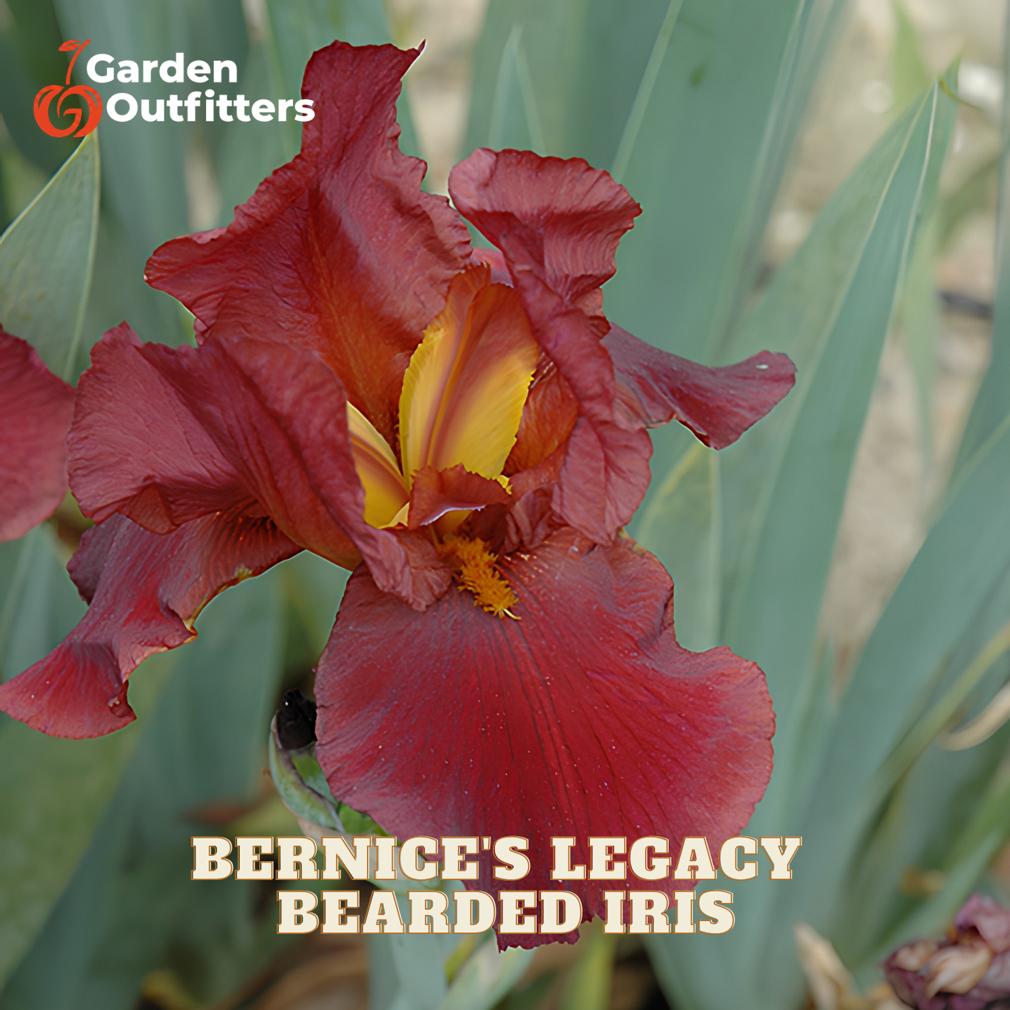 A close-up of a bearded iris flower in deep burgundy-red with a yellow center, surrounded by green leaves. The text 'BERNICE'S LEGACY BEARDED IRIS' is overlaid at the bottom, and the 'Garden Outfitters' logo appears in the top-left corner.