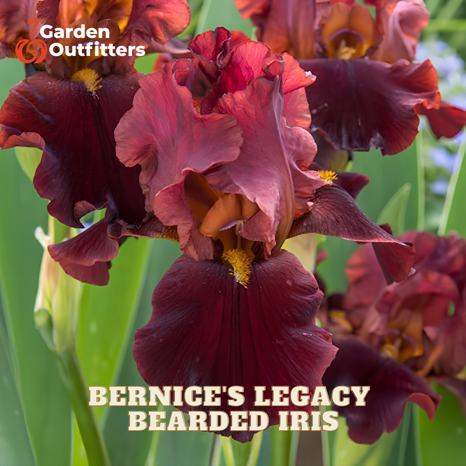 Close-up of dark burgundy bearded iris flowers with green leaves, overlaid with the text 'Garden Outfitters' and 'BERNICE'S LEGACY BEARDED IRIS'.