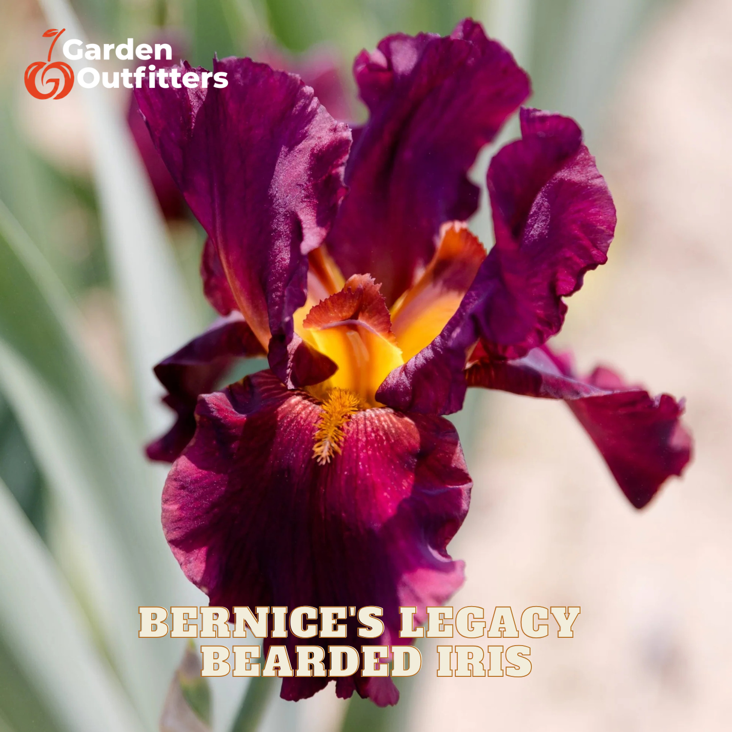 A close-up of a deep burgundy bearded iris flower with a yellow-orange center, shown outdoors with blurred green leaves and light background. The text 'Garden Outfitters' appears in the top left, and 'BERNICE'S LEGACY BEARDED IRIS' is written at the bottom.