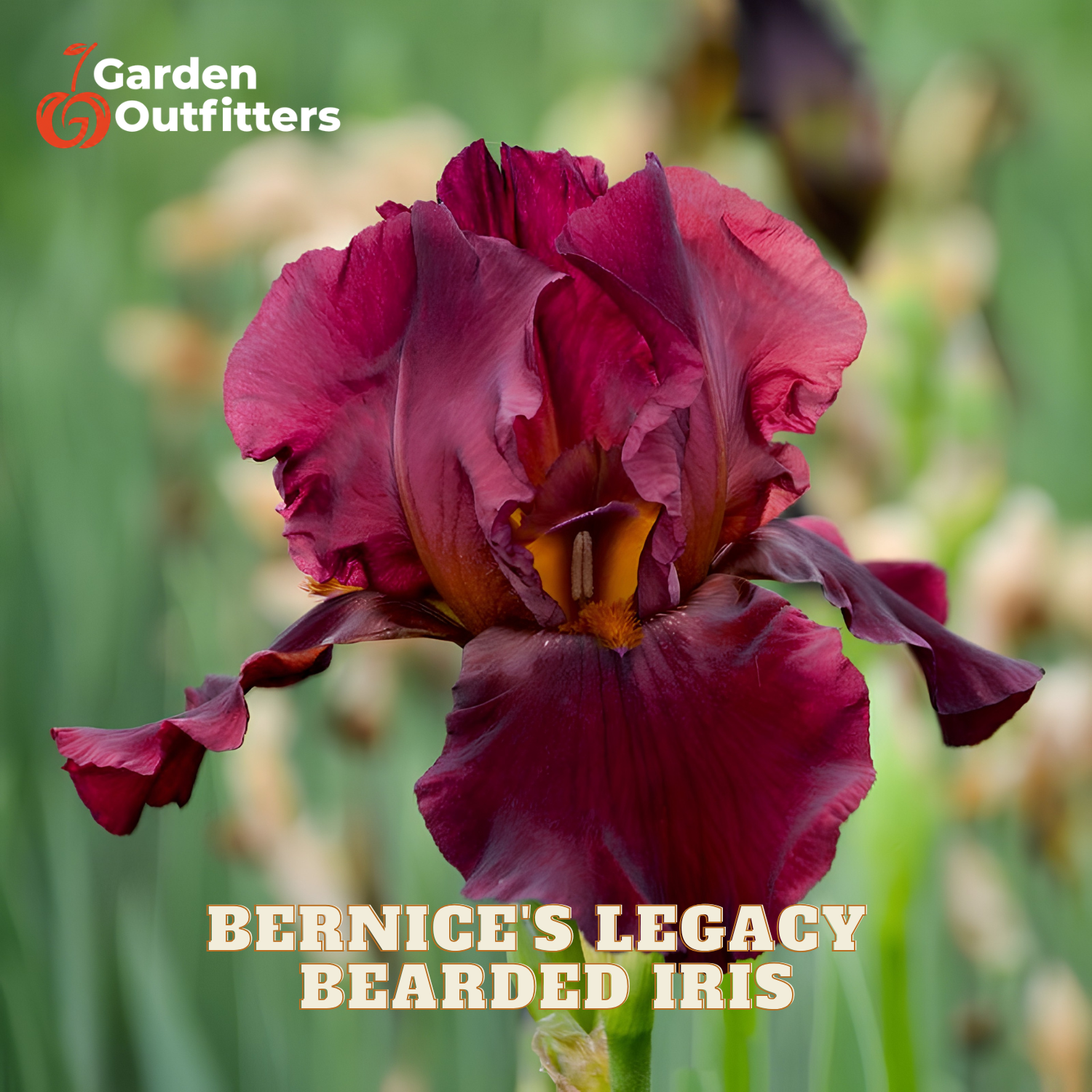 A close-up of a dark burgundy bearded iris flower with ruffled petals and a yellow-orange center, set against a blurred green garden background. The text 'Garden Outfitters' appears in the top left, and 'BERNICE'S LEGACY BEARDED IRIS' is written at the bottom.