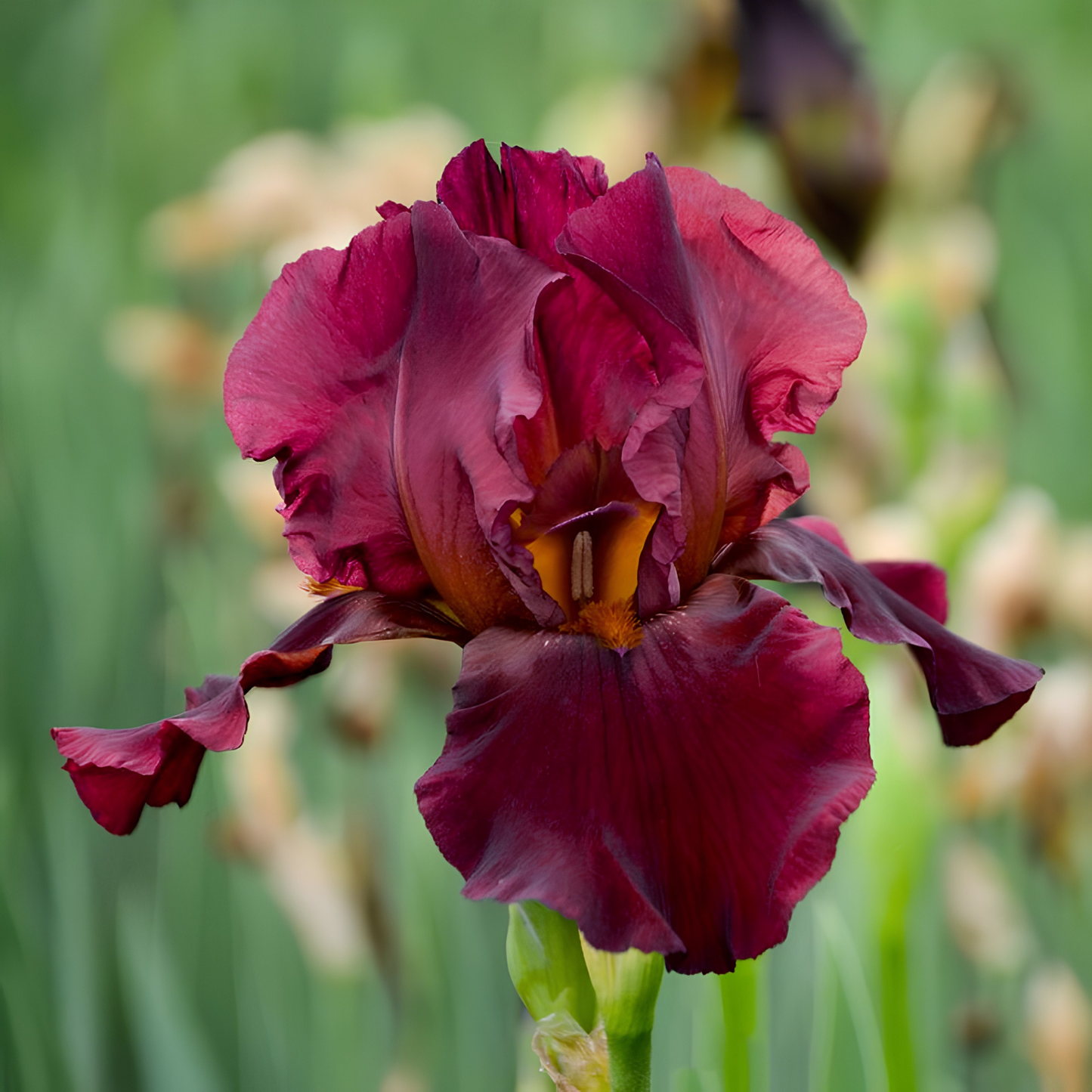 A single deep burgundy iris flower in full bloom, photographed close-up against a softly blurred green garden background.