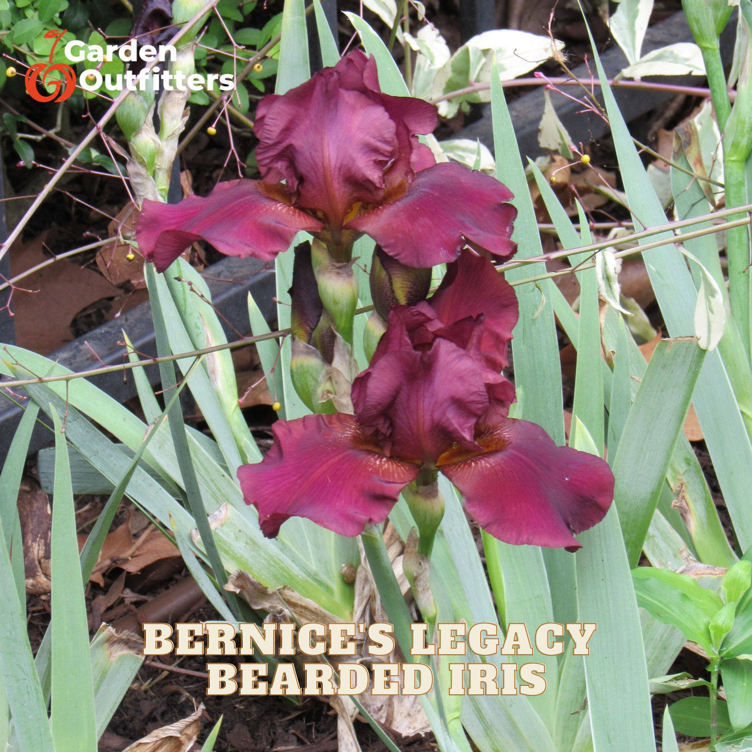 Two dark burgundy bearded iris flowers blooming among green leaves, with text reading 'Bernice's Legacy Bearded Iris' and a Garden Outfitters logo in the top left.