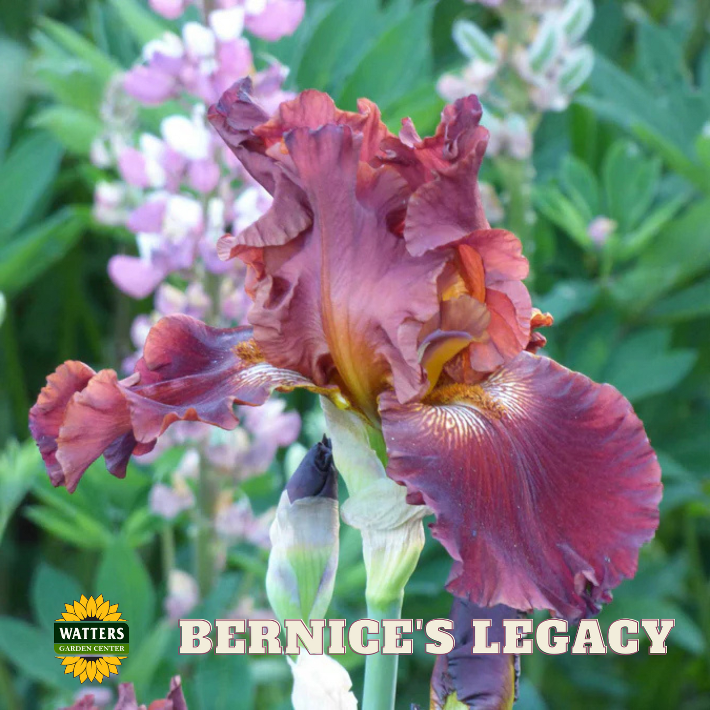 Bernice's Legacy Bearded Iris - Reblooming
