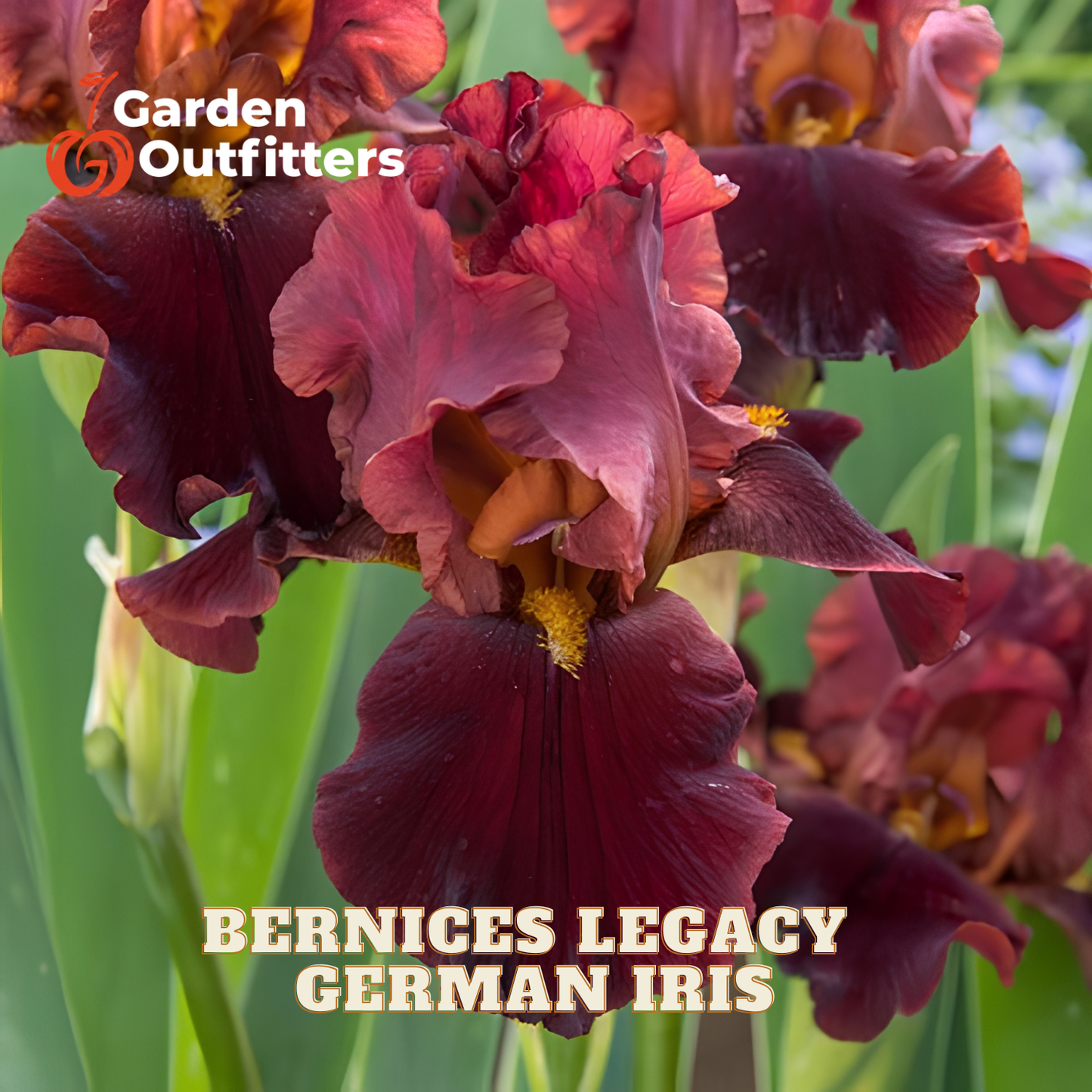 Close-up of dark burgundy German iris flowers with green leaves, featuring the text 'Garden Outfitters' and 'BERNICES LEGACY GERMAN IRIS'.