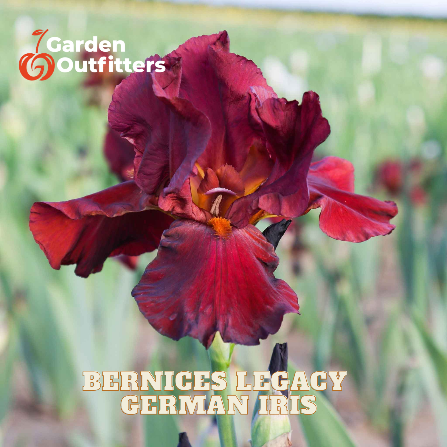 A single dark burgundy German iris flower in bloom with text overlays reading 'Garden Outfitters' and 'BERNICES LEGACY GERMAN IRIS' on a blurred green field background.