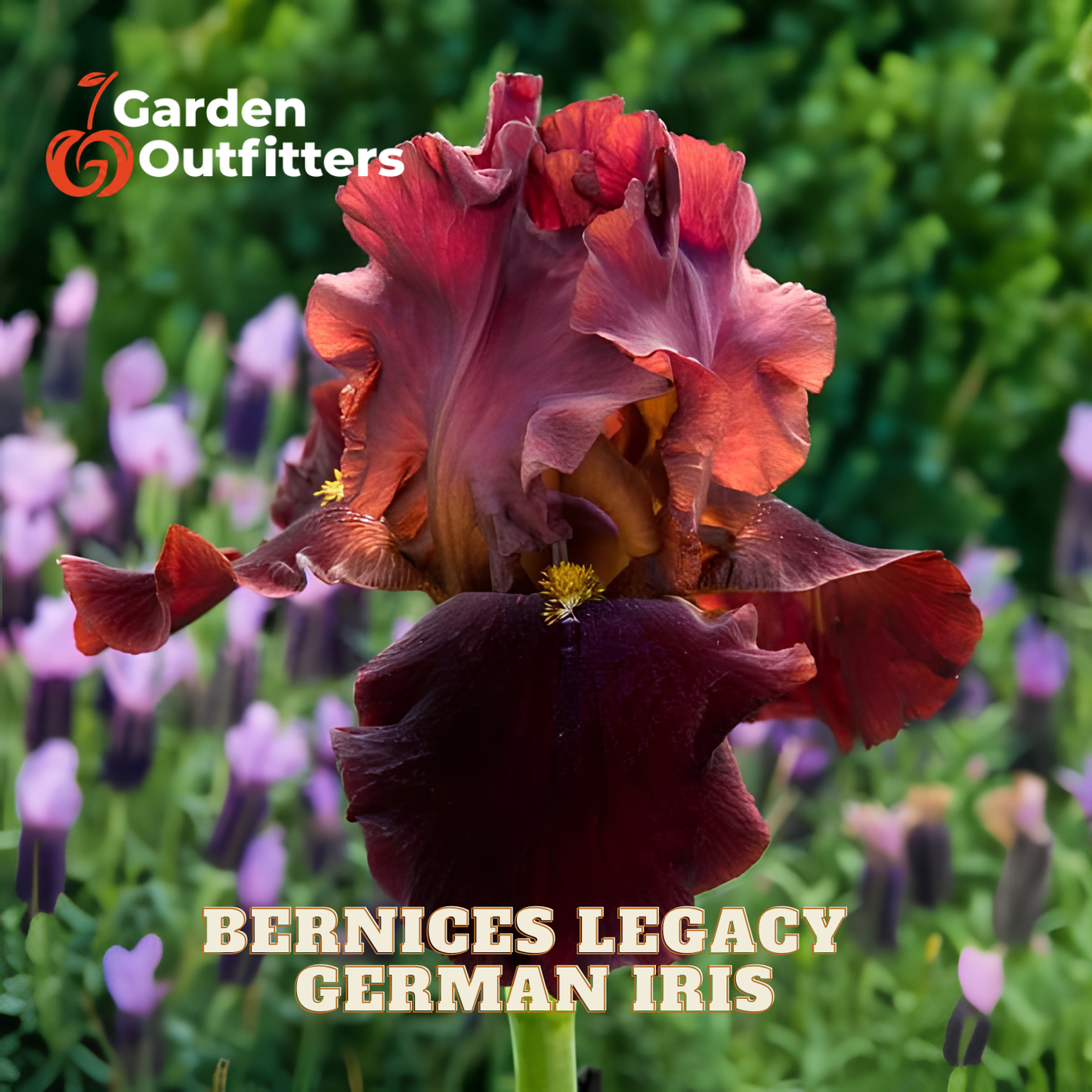 A close-up of a dark red and burgundy German iris flower in bloom, with a blurred garden background of green foliage and small purple flowers. Text overlays read 'Garden Outfitters' and 'BERNICES LEGACY GERMAN IRIS'.