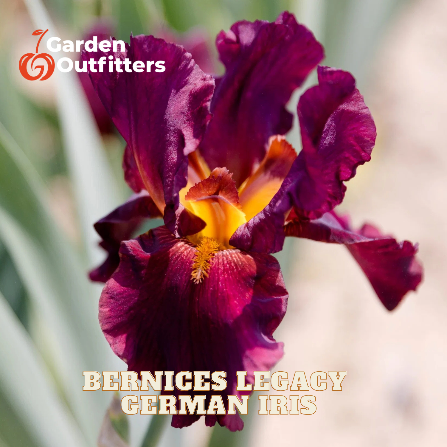 A close-up photograph of a dark burgundy German iris flower with a bright yellow-orange center, featuring the text 'BERNICES LEGACY GERMAN IRIS' and a 'Garden Outfitters' logo.