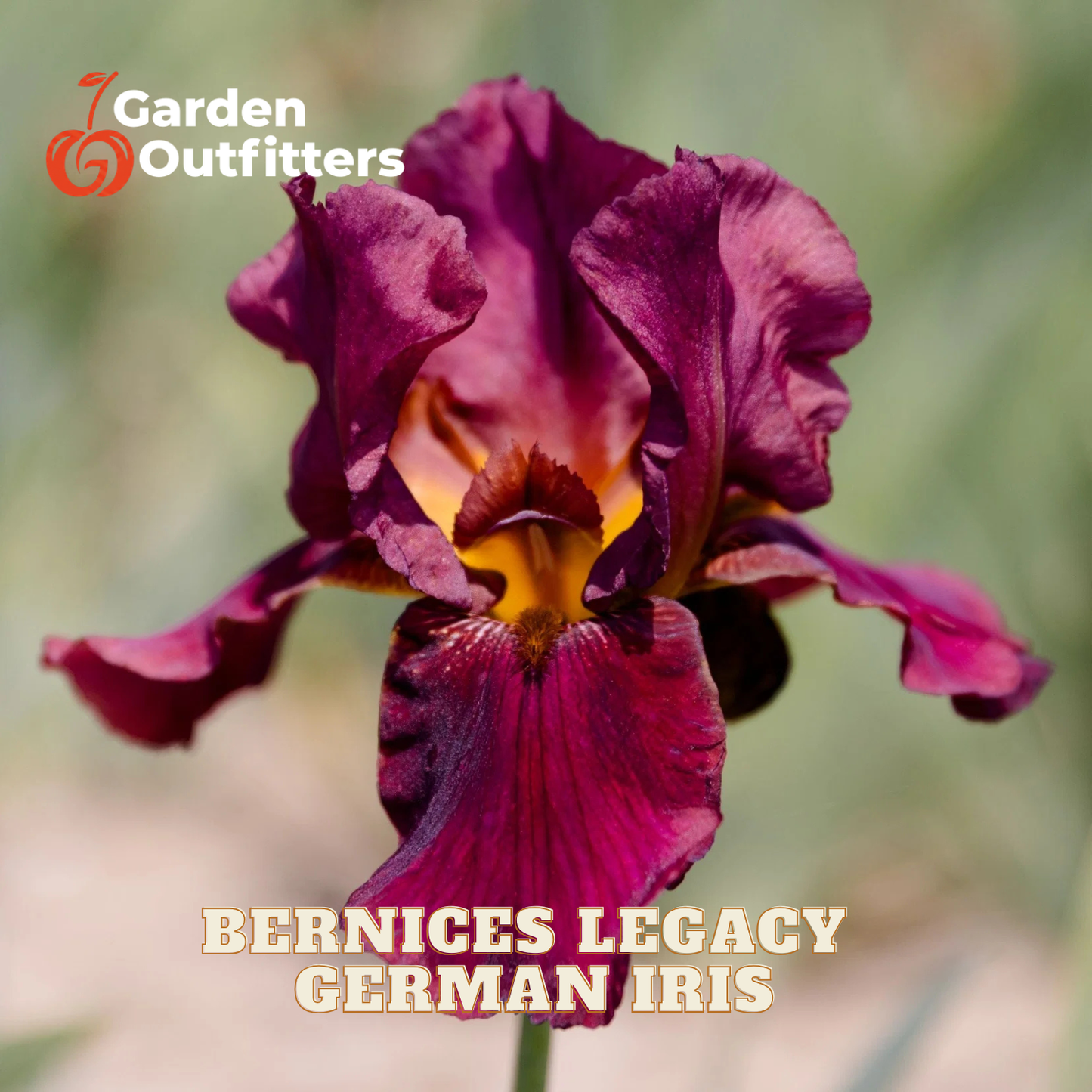 A close-up of a German iris flower with deep burgundy-purple petals and a yellow-orange center, shown outdoors with blurred greenery in the background. Text overlays read 'Garden Outfitters' and 'BERNICES LEGACY GERMAN IRIS'.