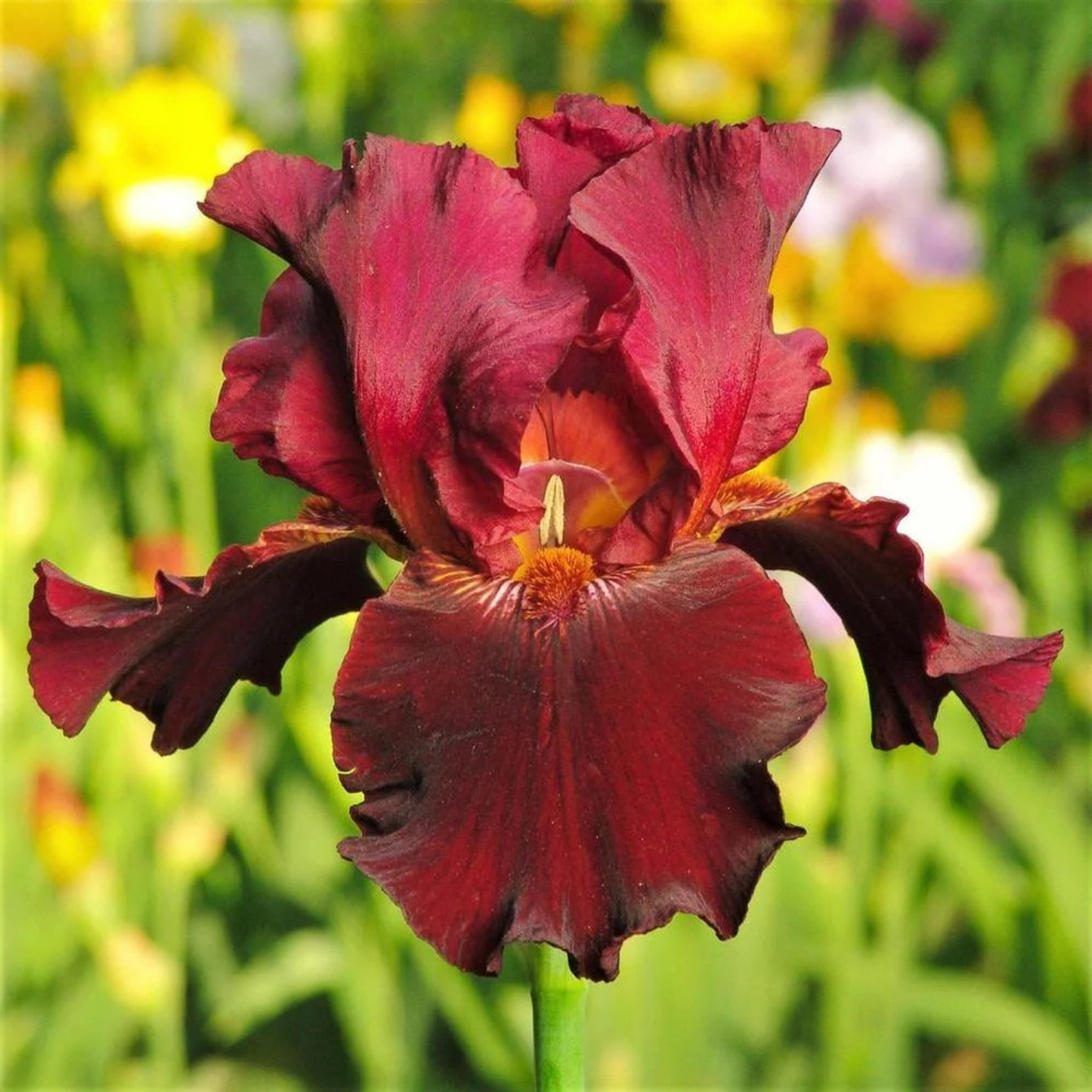 A single dark burgundy iris flower in full bloom, photographed close-up against a blurred garden background with green foliage and yellow flowers.